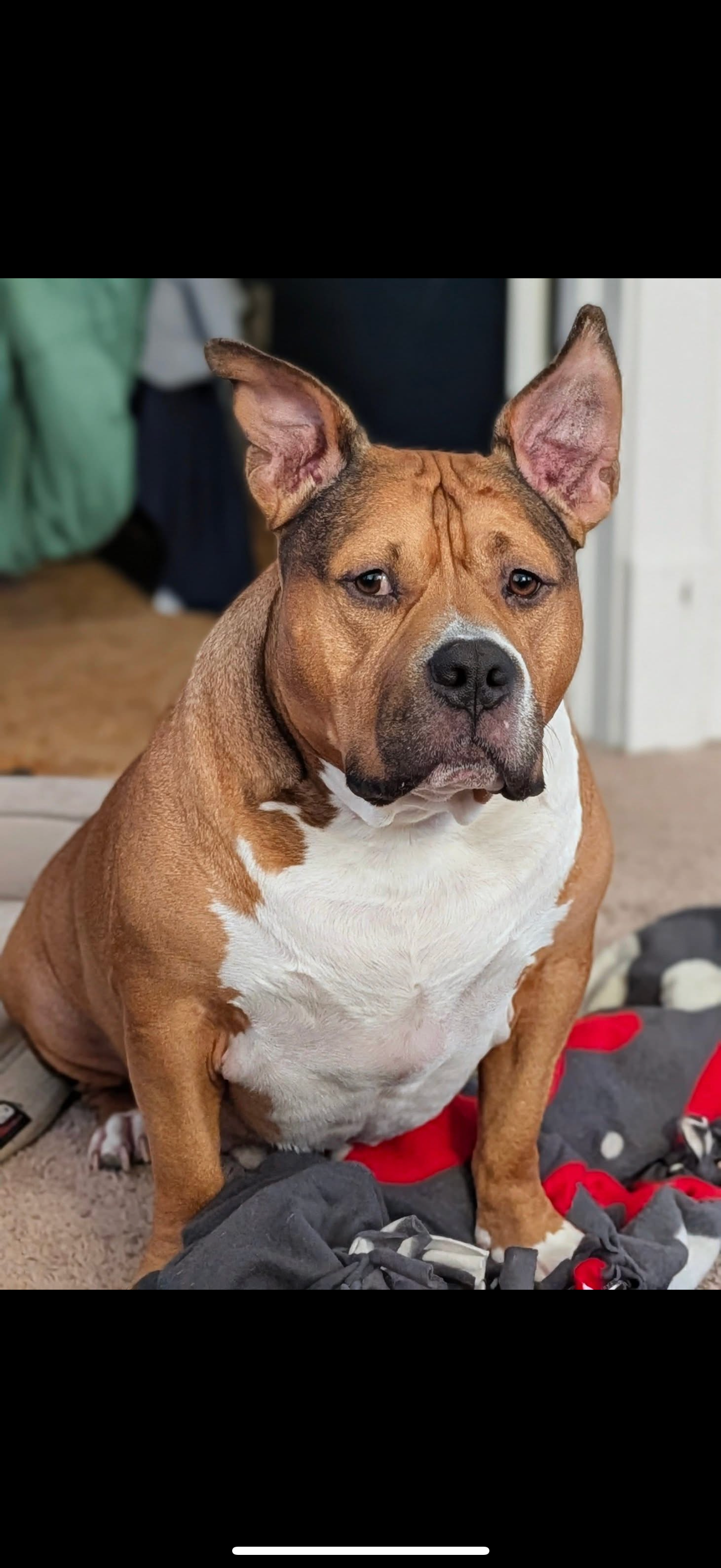 Help Us Save Our Very Special Boy, Xerxes campaign photo, 2 of 7