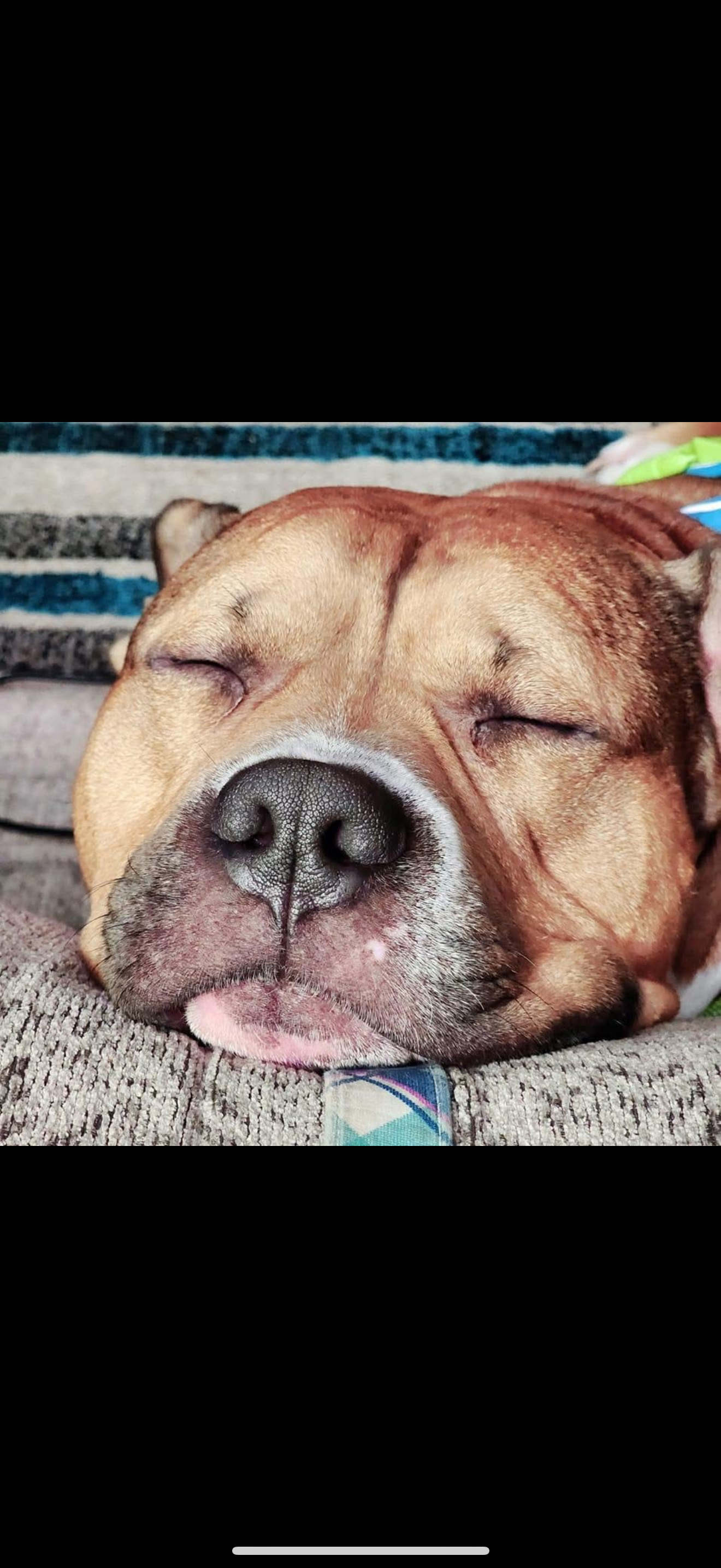 Help Us Save Our Very Special Boy, Xerxes campaign photo, 4 of 7
