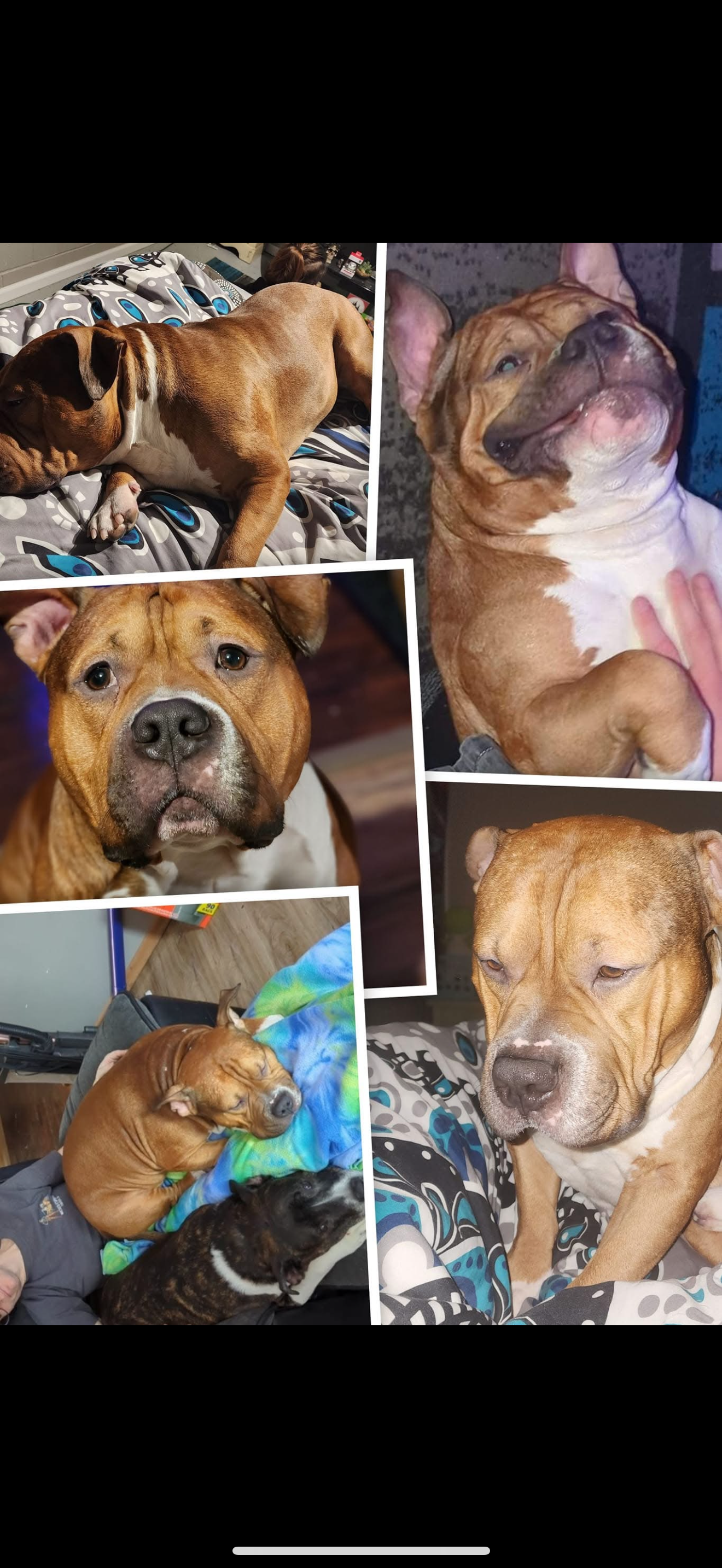 Help Us Save Our Very Special Boy, Xerxes campaign photo, 5 of 7