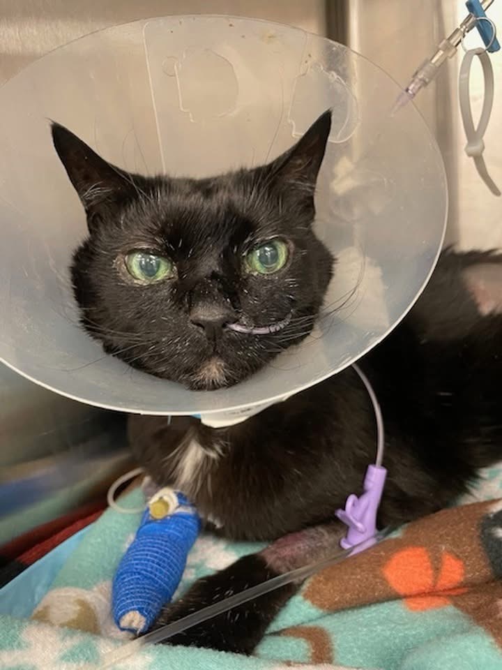 Save Milton: Urgent Care Needed After Vet Negligence campaign photo, 4 of 5