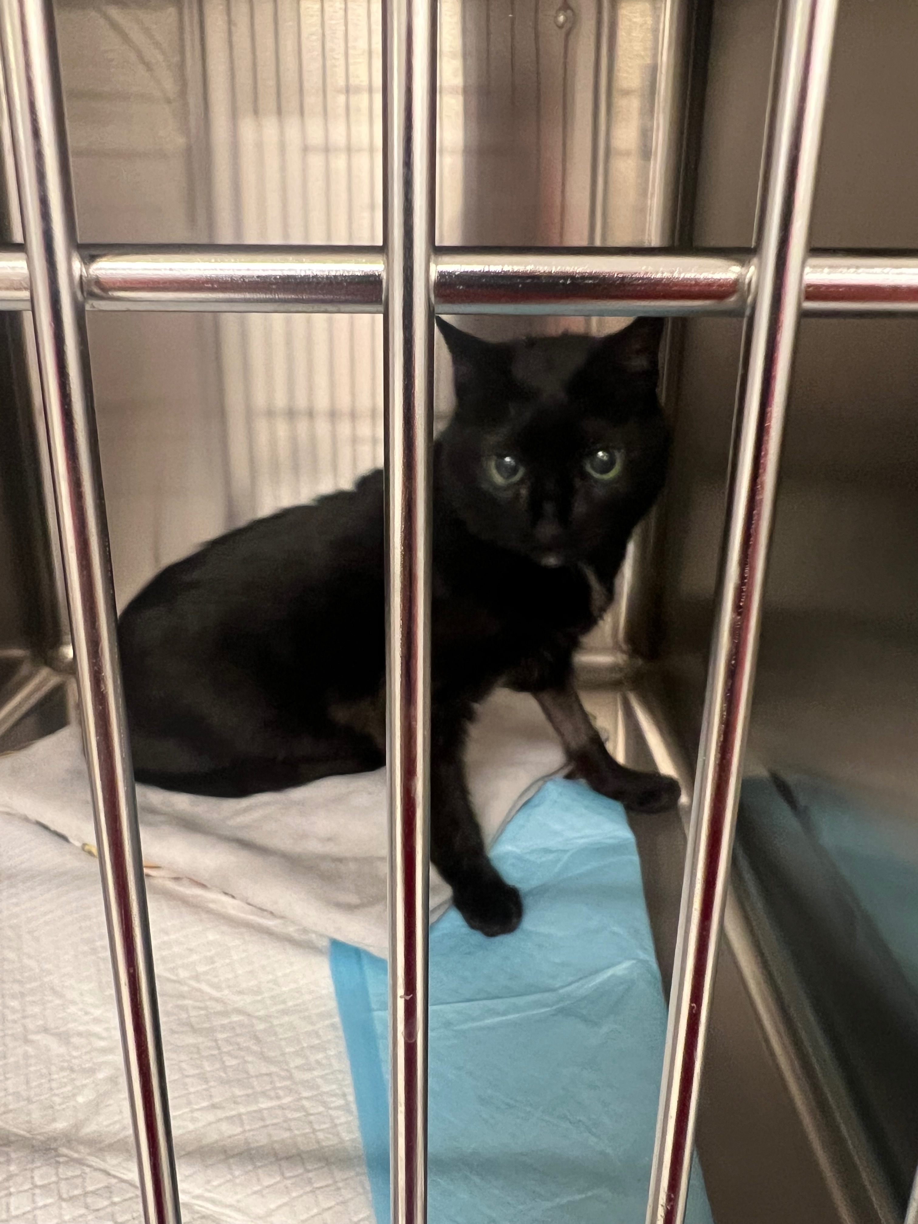 Save Milton: Urgent Care Needed After Vet Negligence campaign photo, 2 of 5