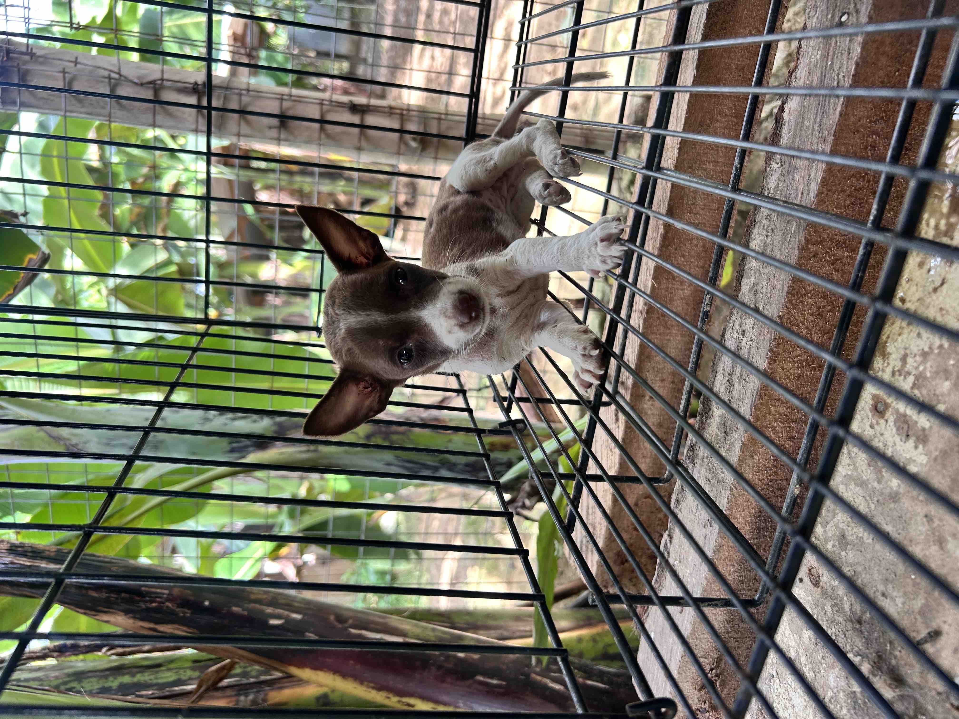 help feed shelter dogs in The Philippines campaign photo, 6 of 7