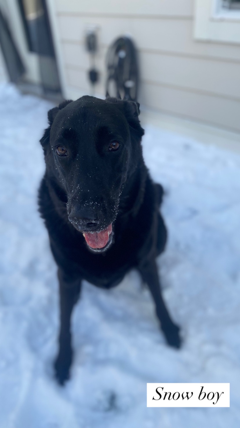 Help me bring Finn back to his happy and active self! campaign photo, 4 of 8