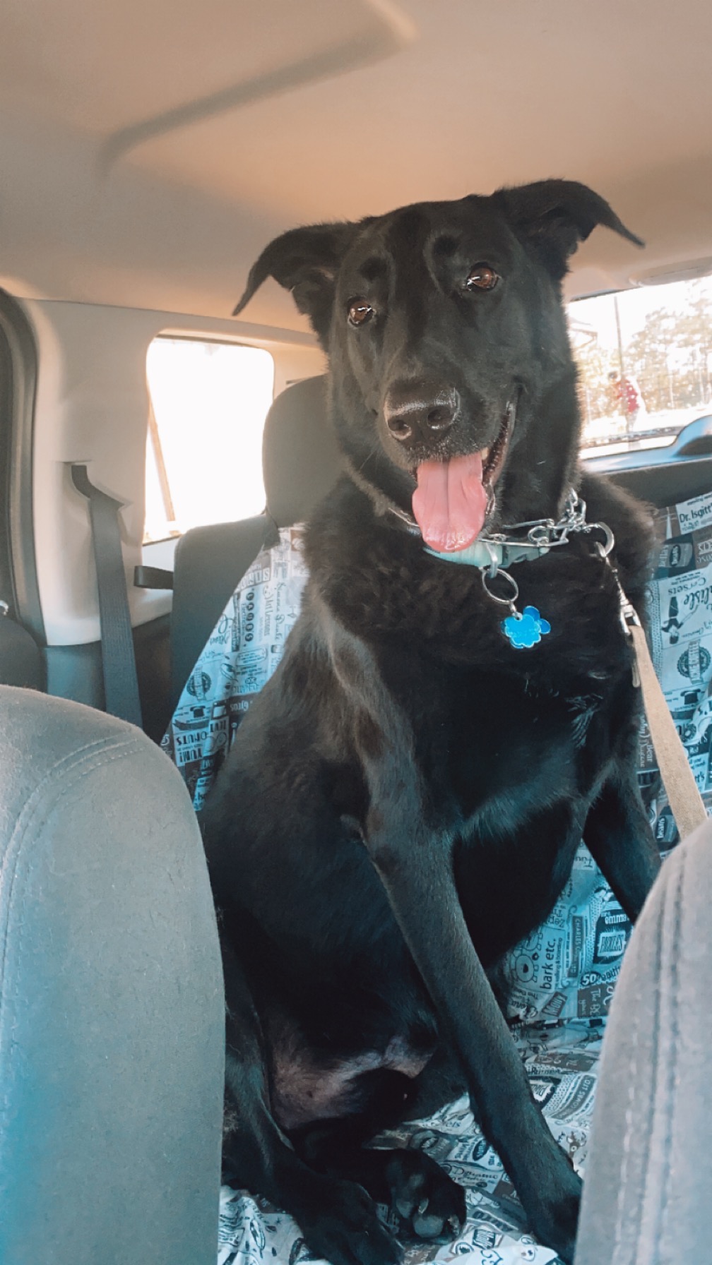 Help me bring Finn back to his happy and active self! campaign photo, 7 of 8