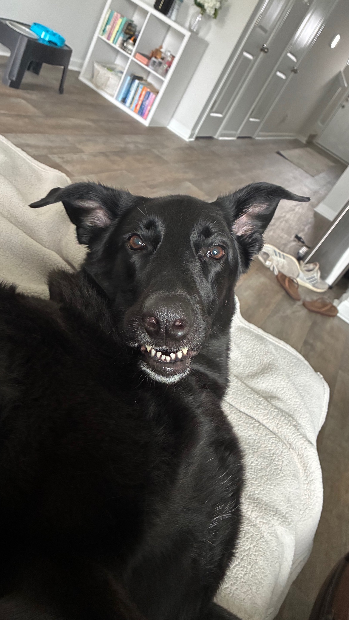 Help me bring Finn back to his happy and active self! campaign photo, 5 of 8