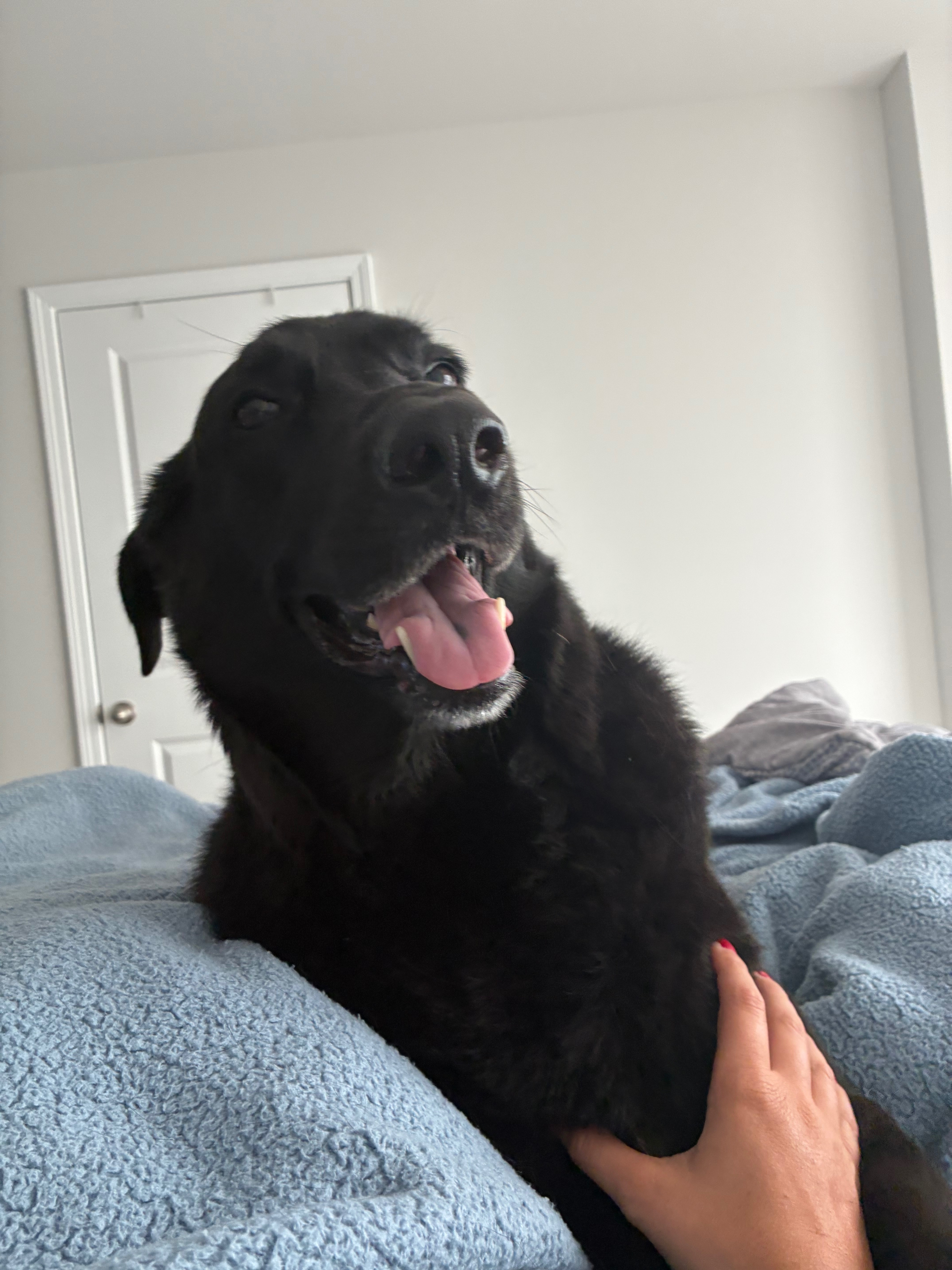 Help me bring Finn back to his happy and active self! campaign photo, 6 of 8