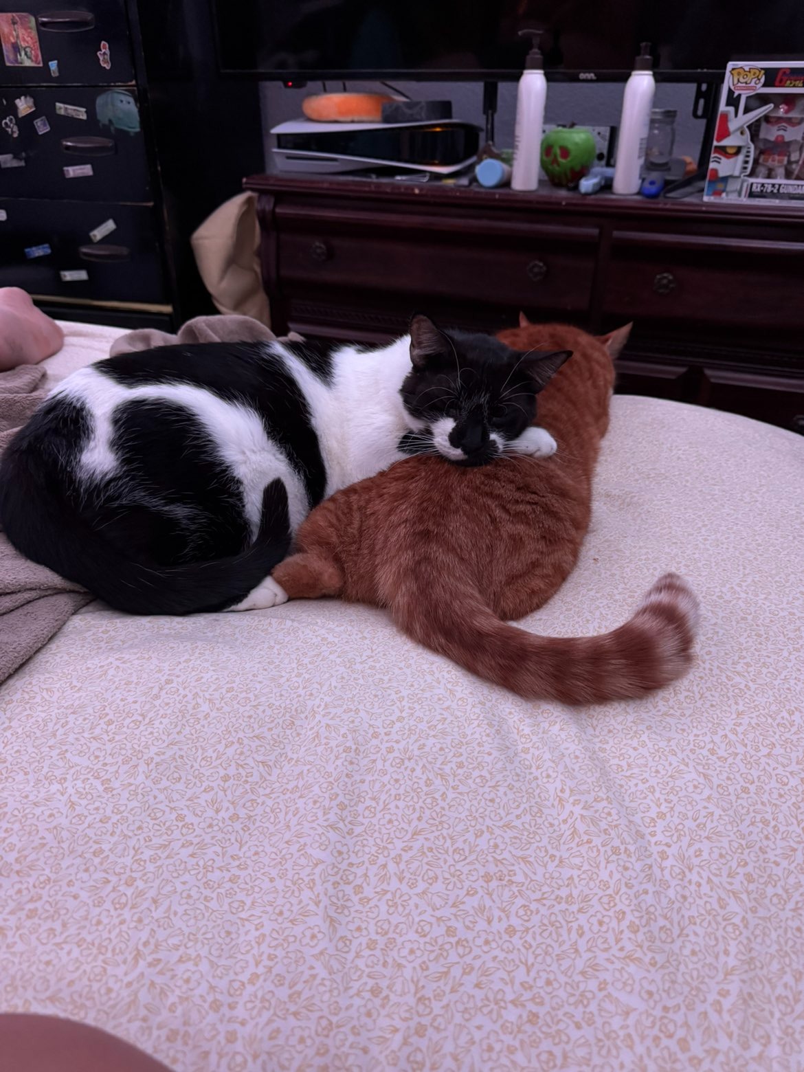 Help Save Papaya from Aggressive Lymphoma campaign photo, 6 of 7
