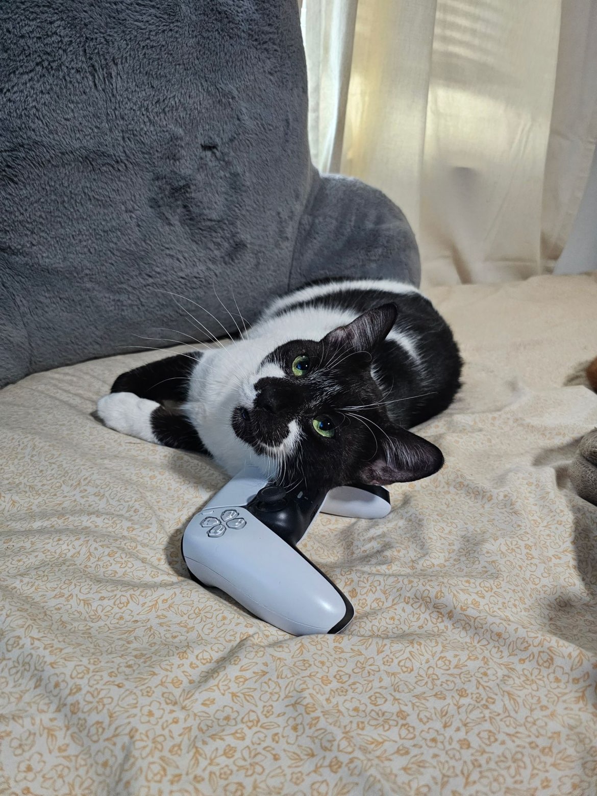 Help Save Papaya from Aggressive Lymphoma campaign photo, 4 of 7