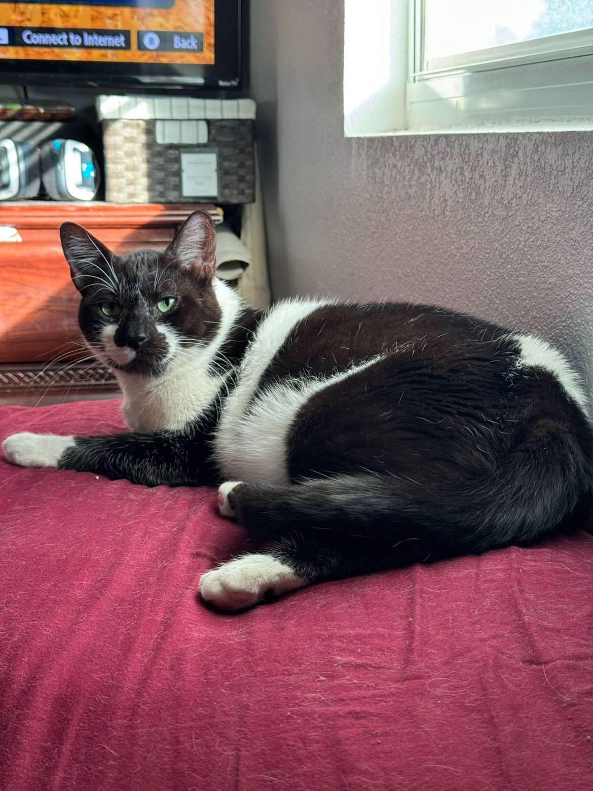 Help Save Papaya from Aggressive Lymphoma campaign photo, 5 of 7