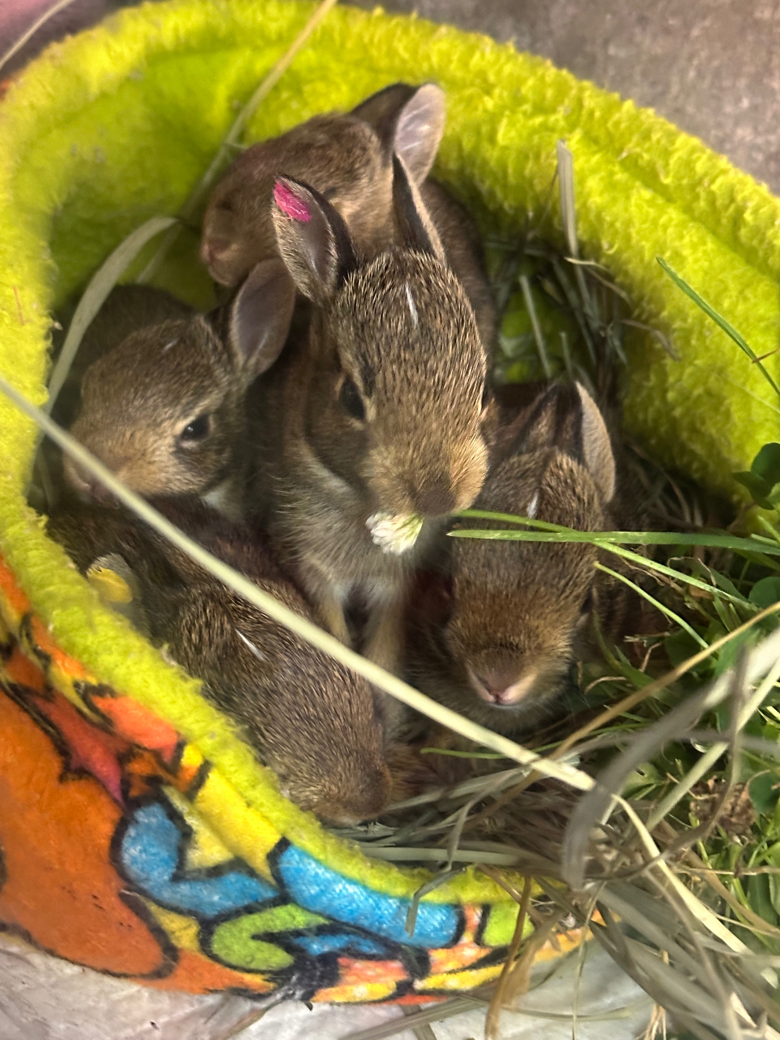 Help support Injured & orphaned wildlife! campaign photo, 7 of 8