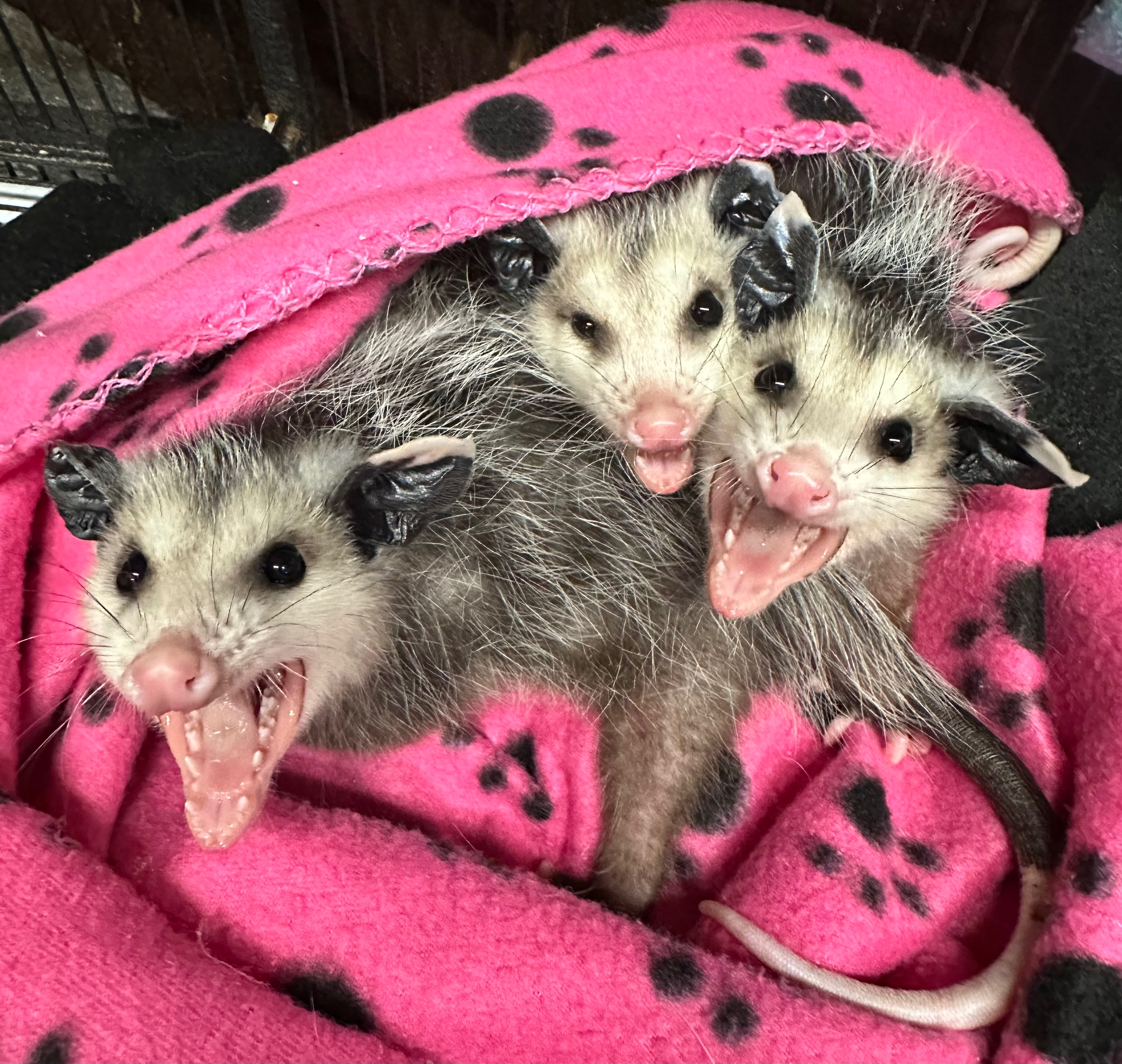 Help support Injured & orphaned wildlife! campaign photo, 2 of 8