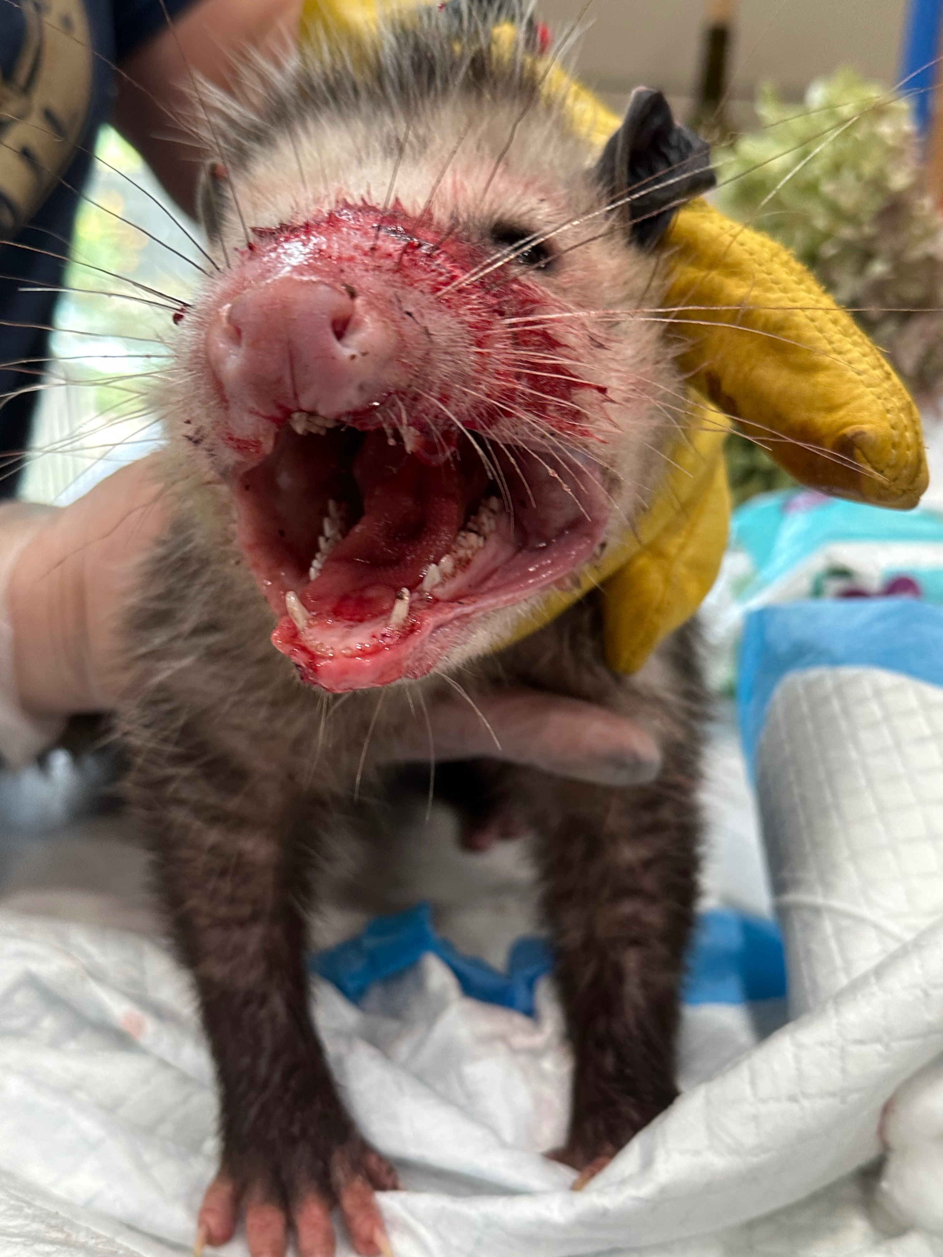 Help support Injured & orphaned wildlife! campaign photo, 5 of 8