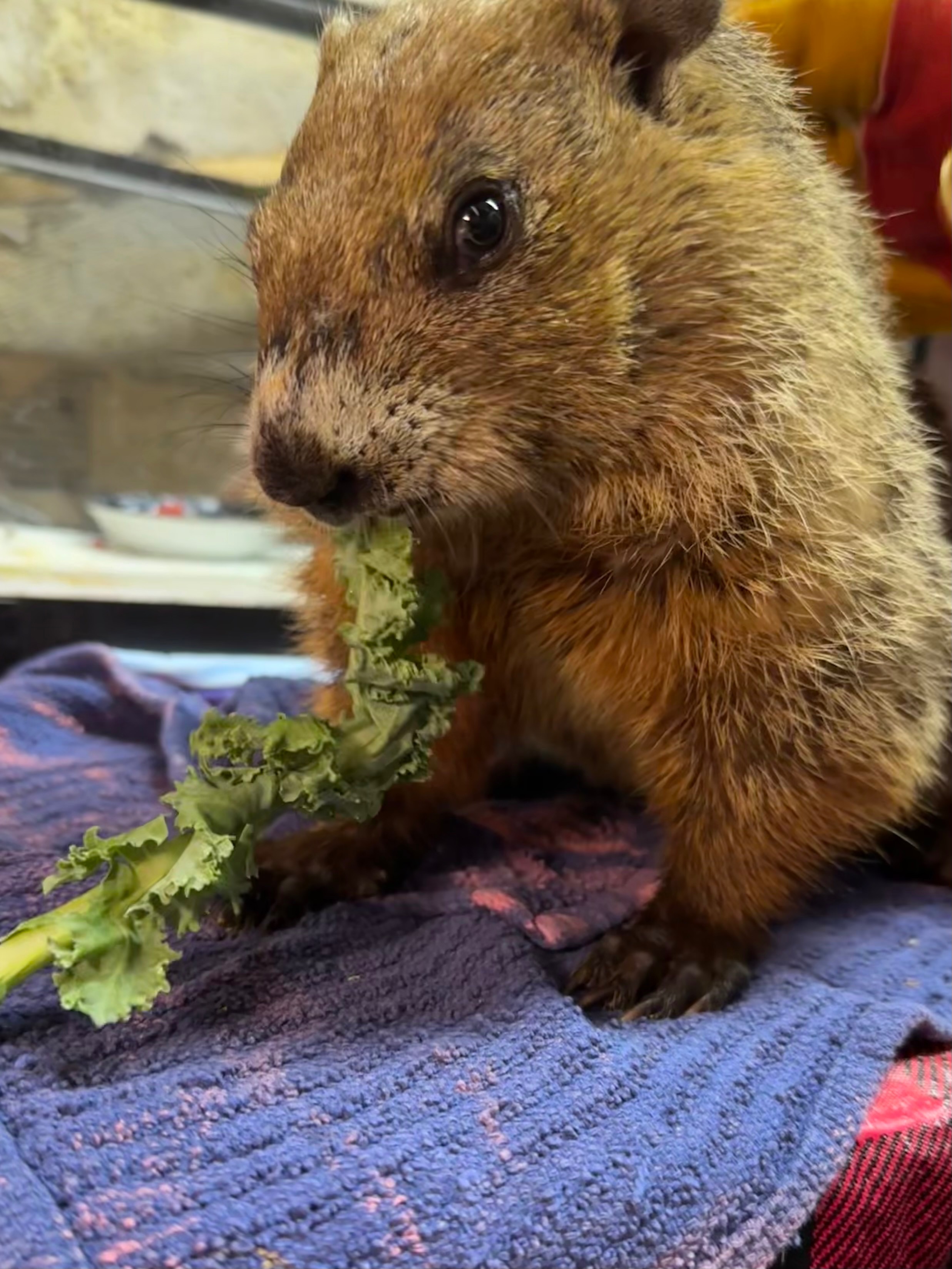 Help support Injured & orphaned wildlife! campaign photo, 6 of 8