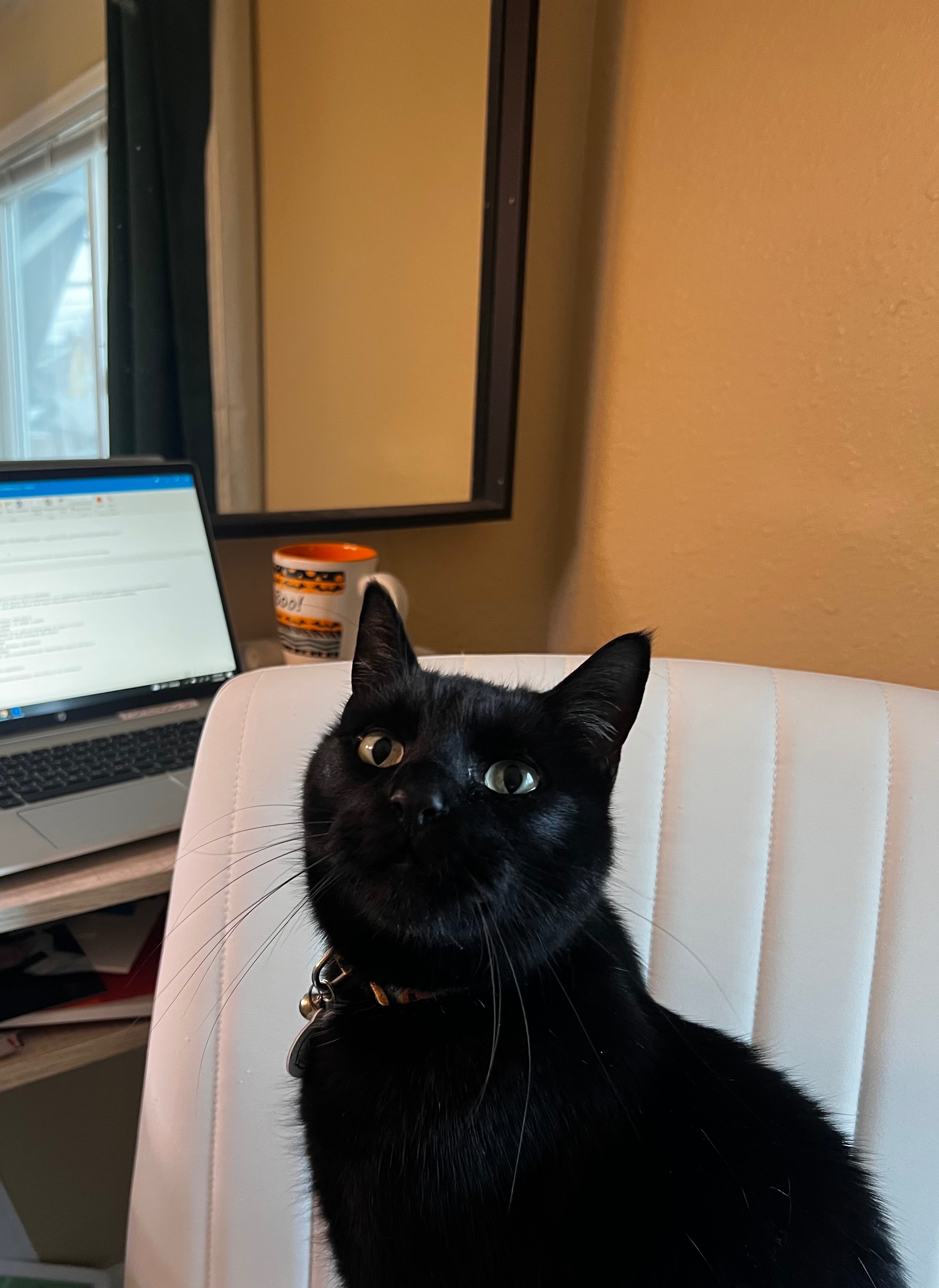 Help Barney with urgent vet care for unknown illness campaign photo, 7 of 7