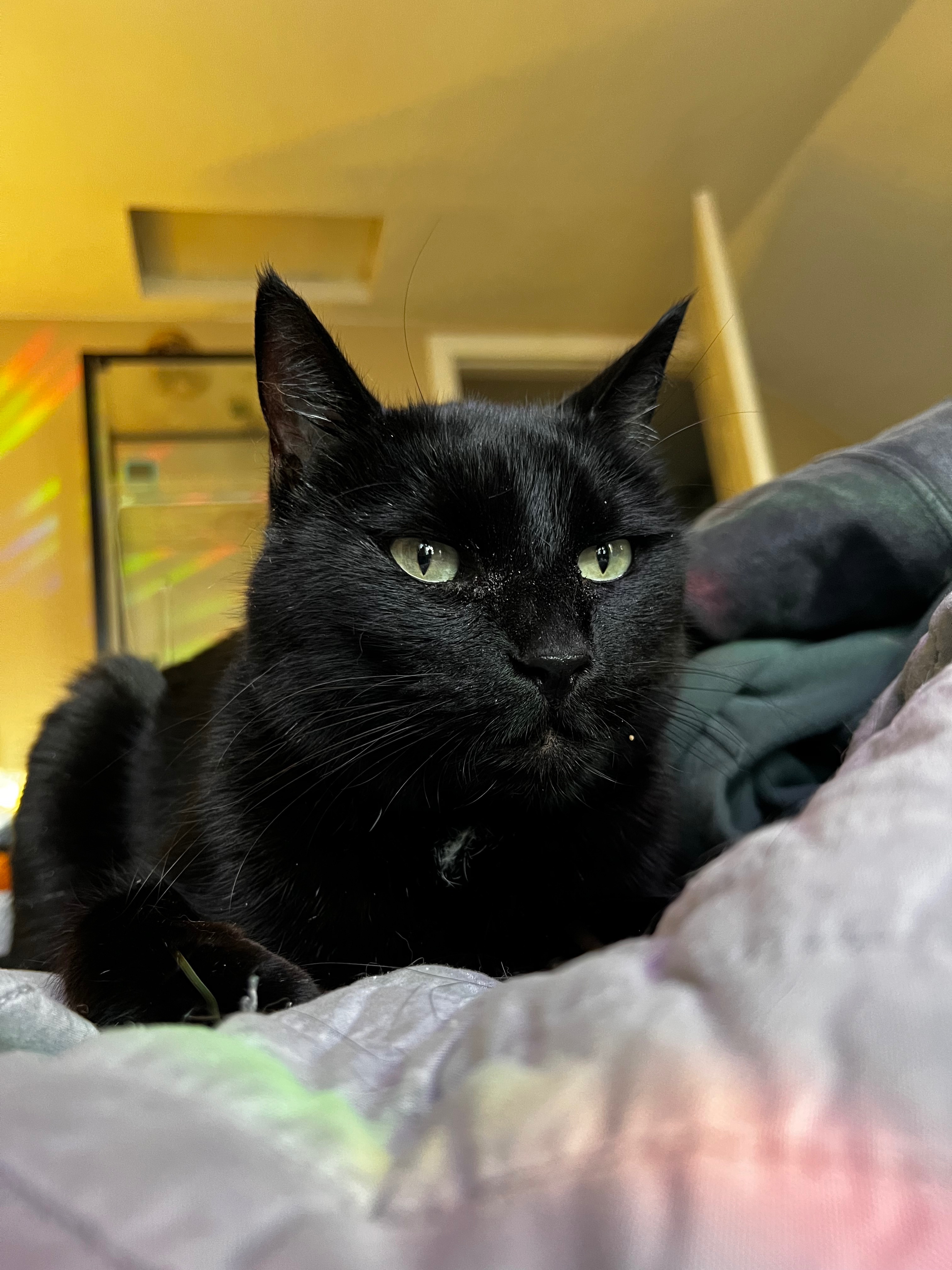 Help Barney with urgent vet care for unknown illness campaign photo, 4 of 7