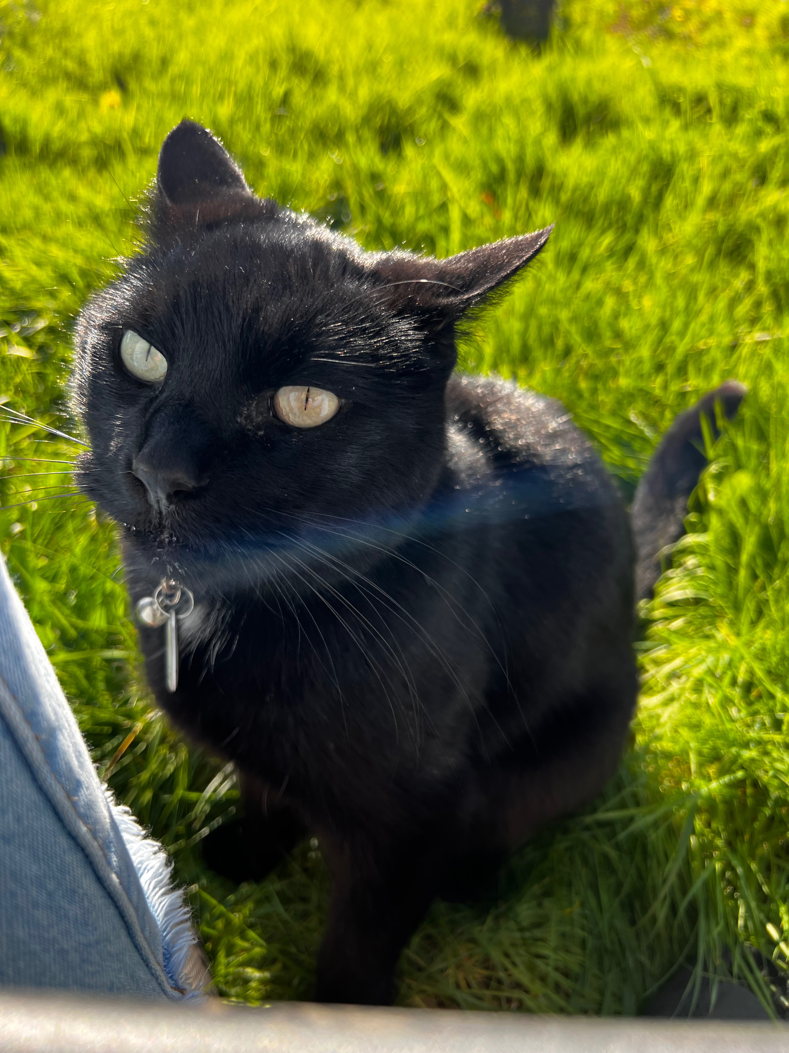 Help Barney with urgent vet care for unknown illness campaign photo, 6 of 7