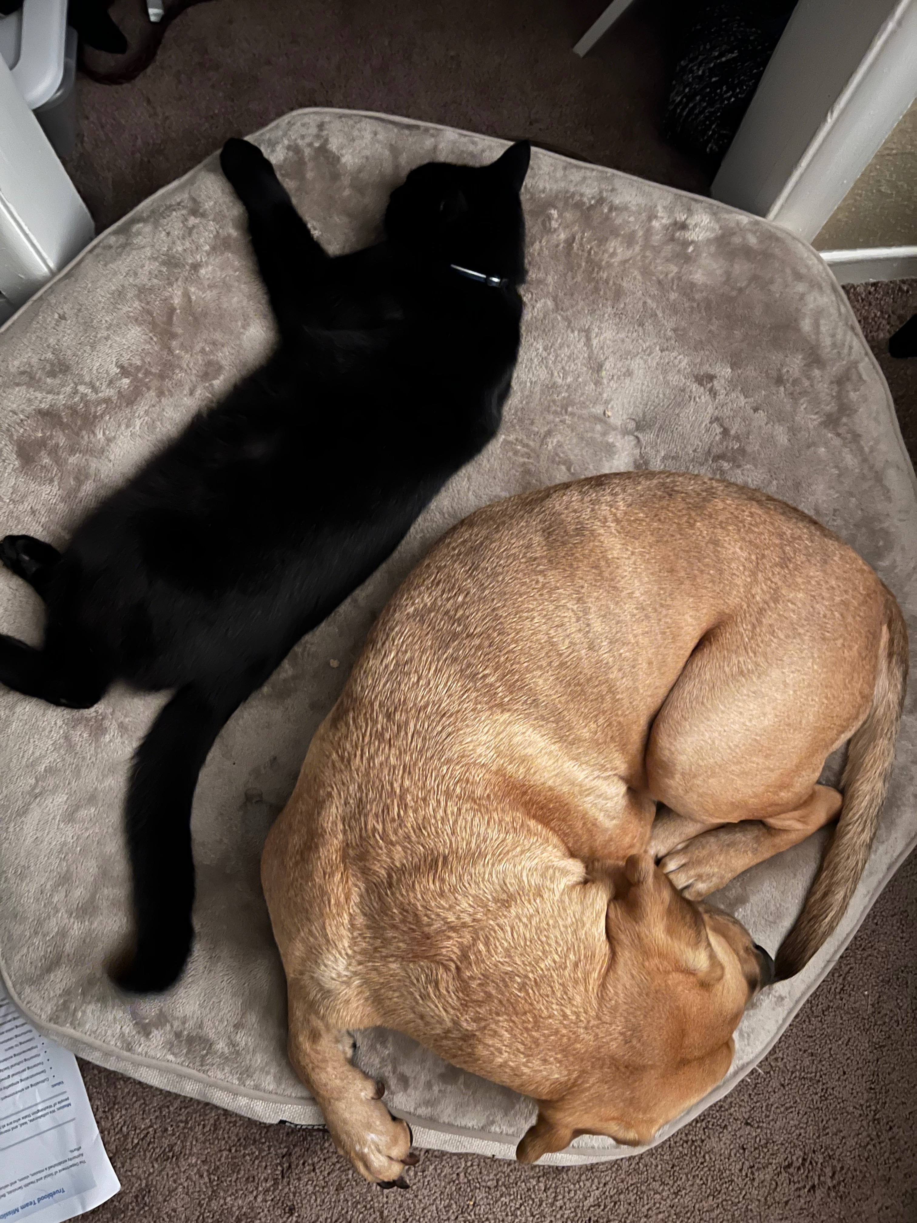 Help Barney with urgent vet care for unknown illness campaign photo, 5 of 7