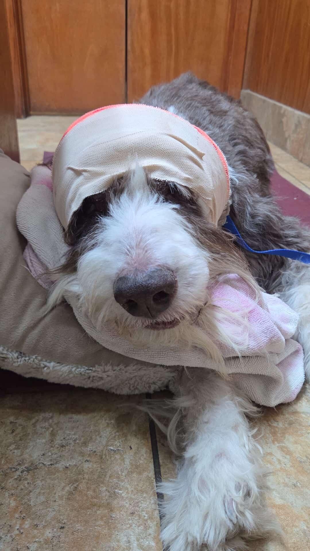 Support Kingsley's Emergency Medical Costs campaign photo, 2 of 4
