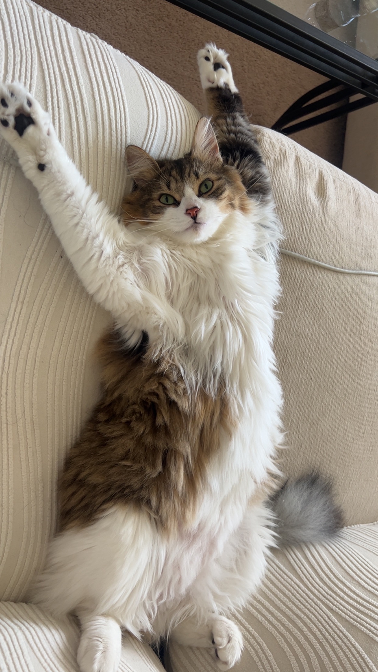Support Sebastian's Life-Saving Surgery campaign photo, 6 of 7