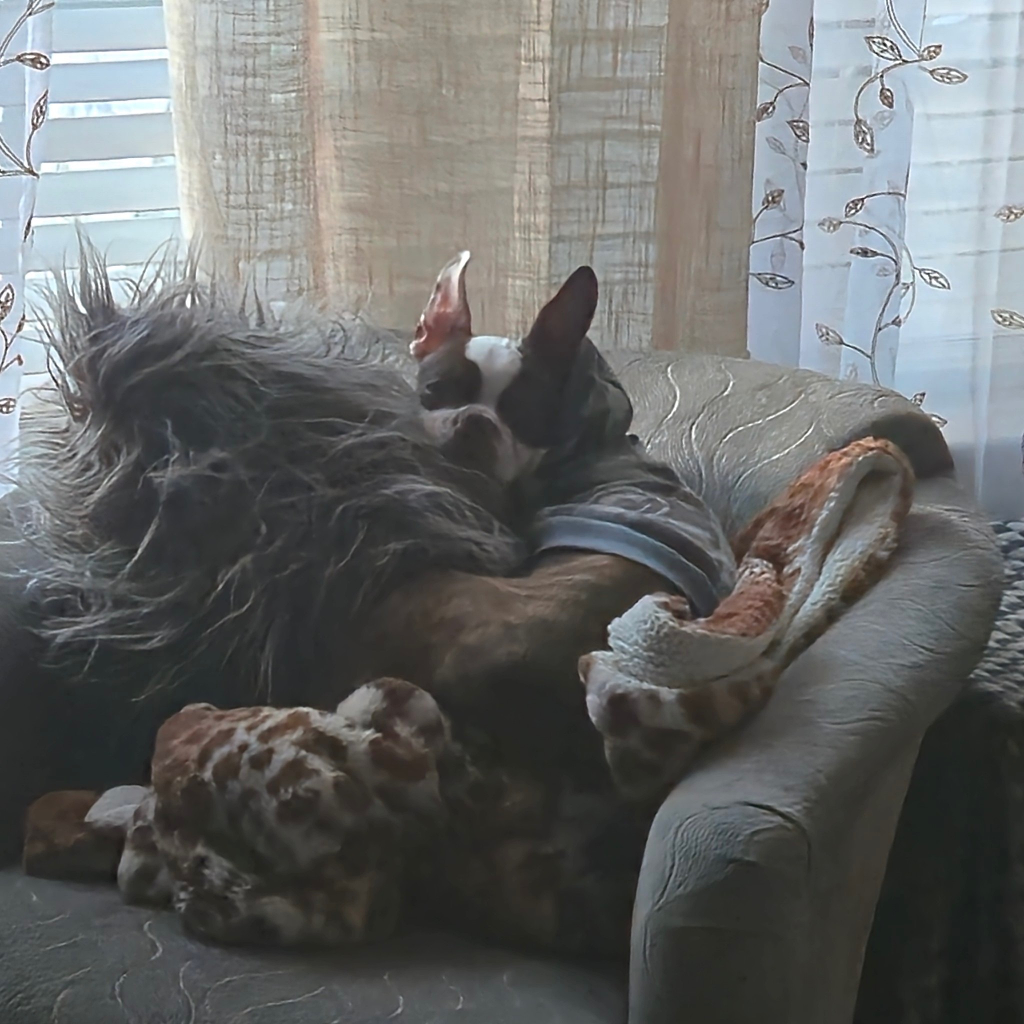 Support Ian’s dog in surgical needs campaign photo, 6 of 7