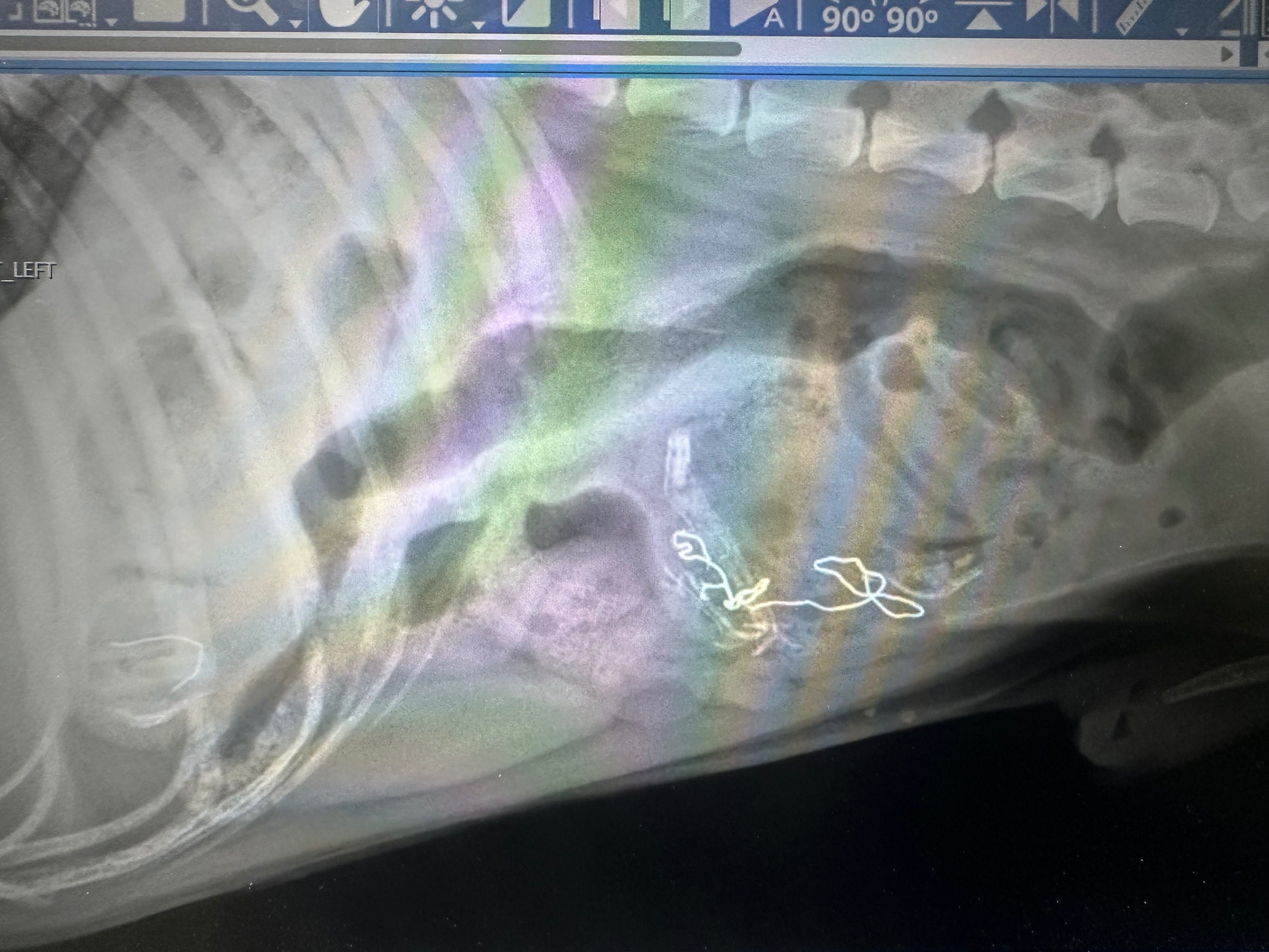 Support Ian’s dog in surgical needs campaign photo, 2 of 7