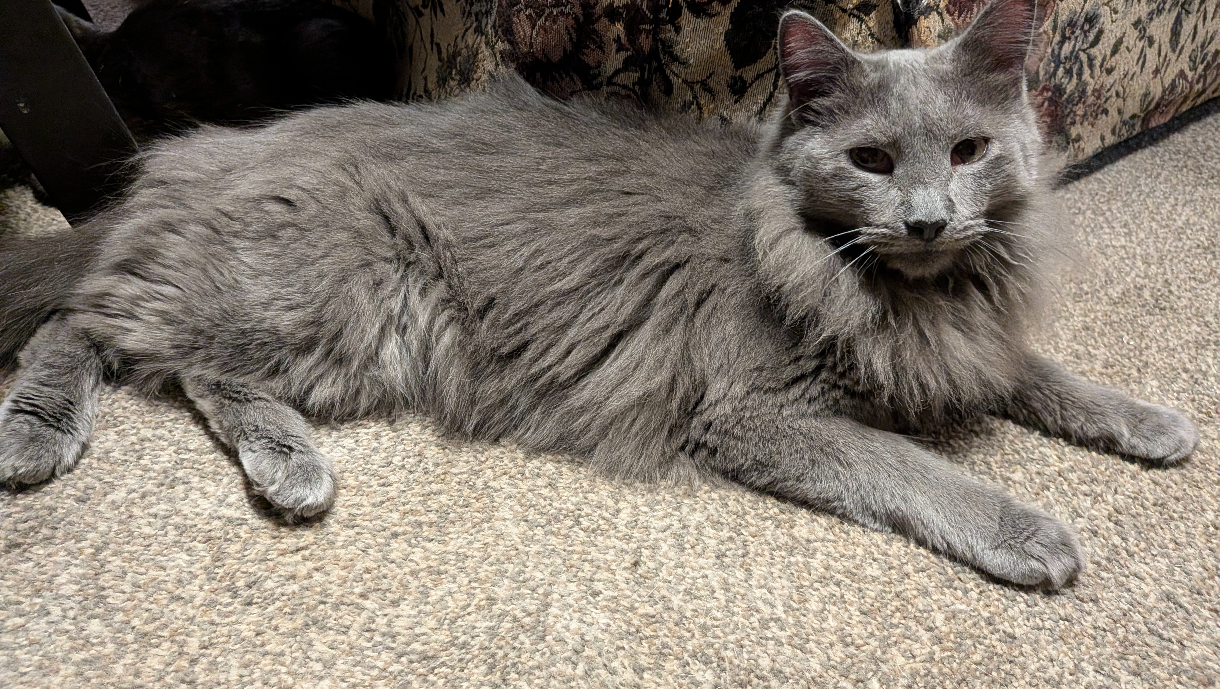 Help Save Woody- Fighting rare blood cancer photo