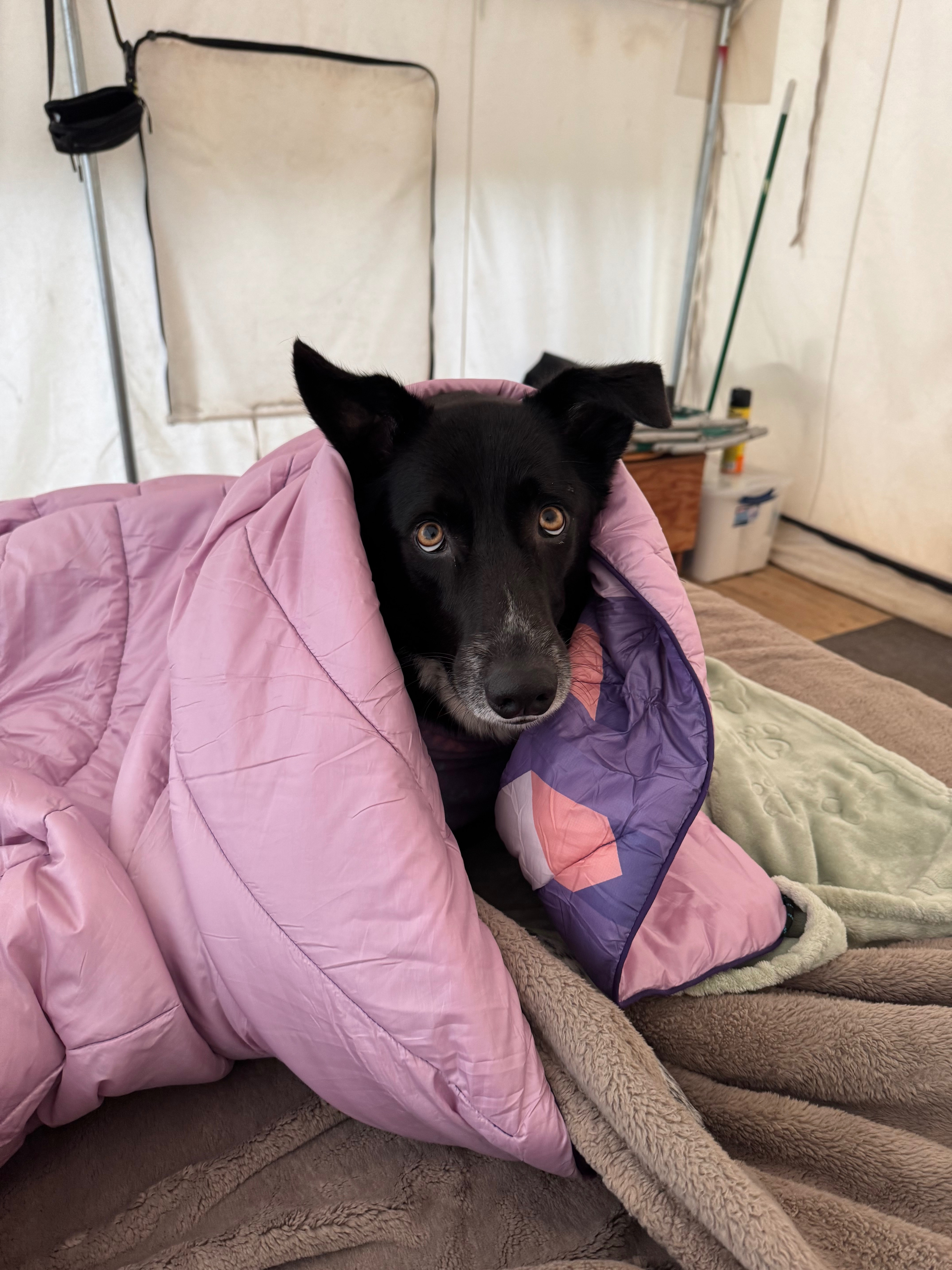 Support Willow's Urgent Liver Treatment campaign photo, 2 of 5
