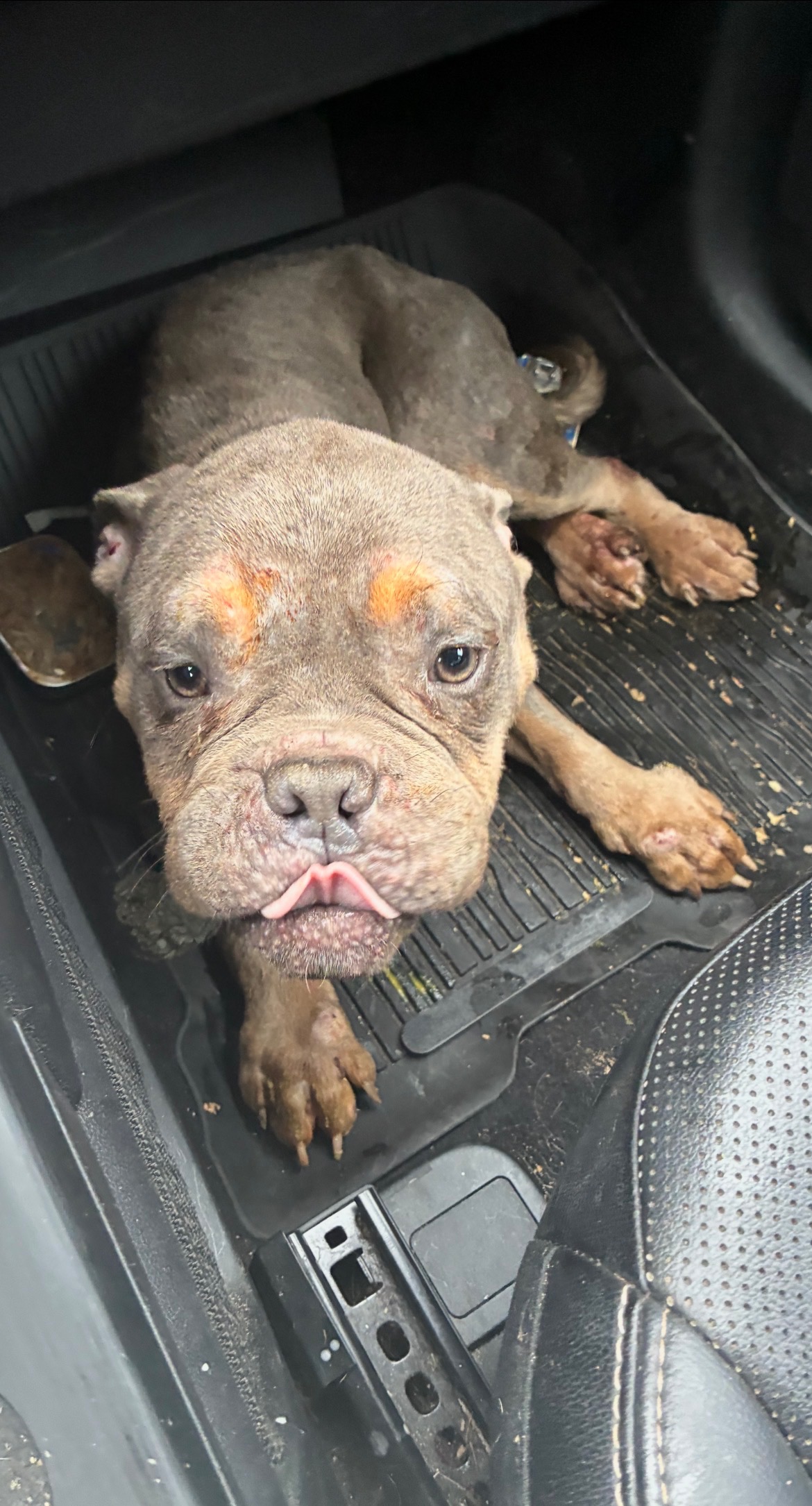 Help Anchovy Heal After Car Accident campaign photo, 5 of 6