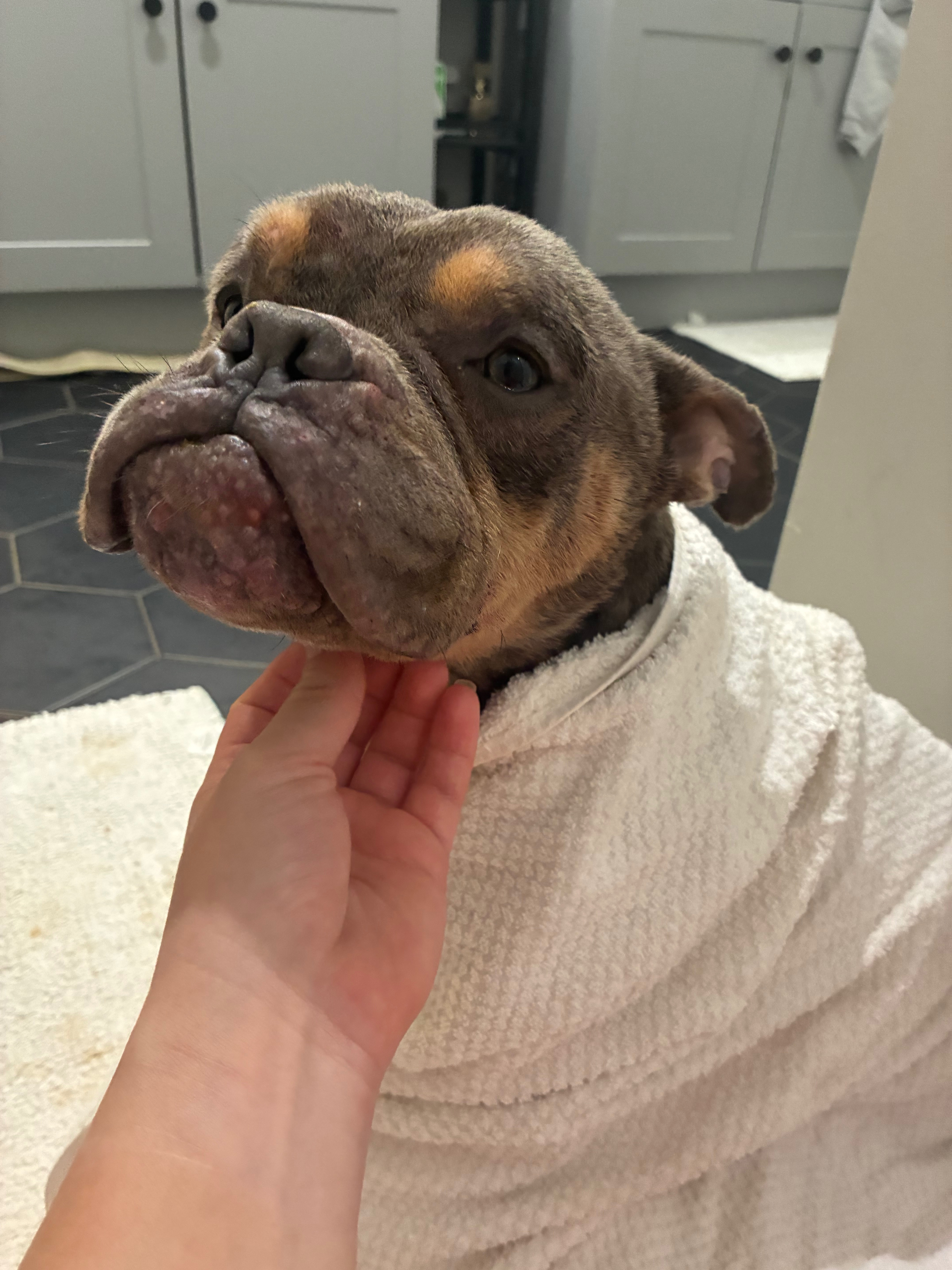 Help Anchovy Heal After Car Accident campaign photo, 2 of 6