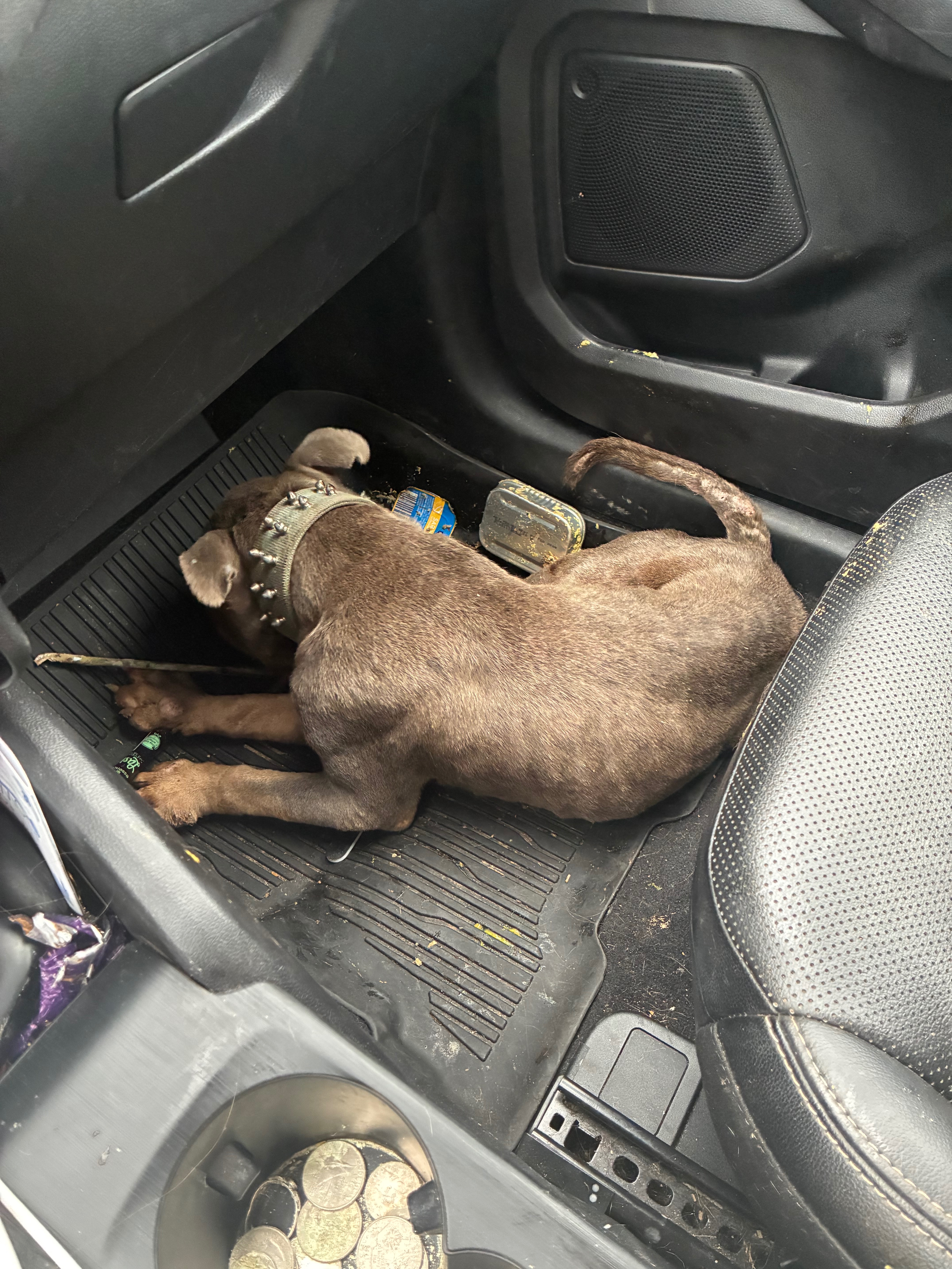 Help Anchovy Heal After Car Accident campaign photo, 4 of 6