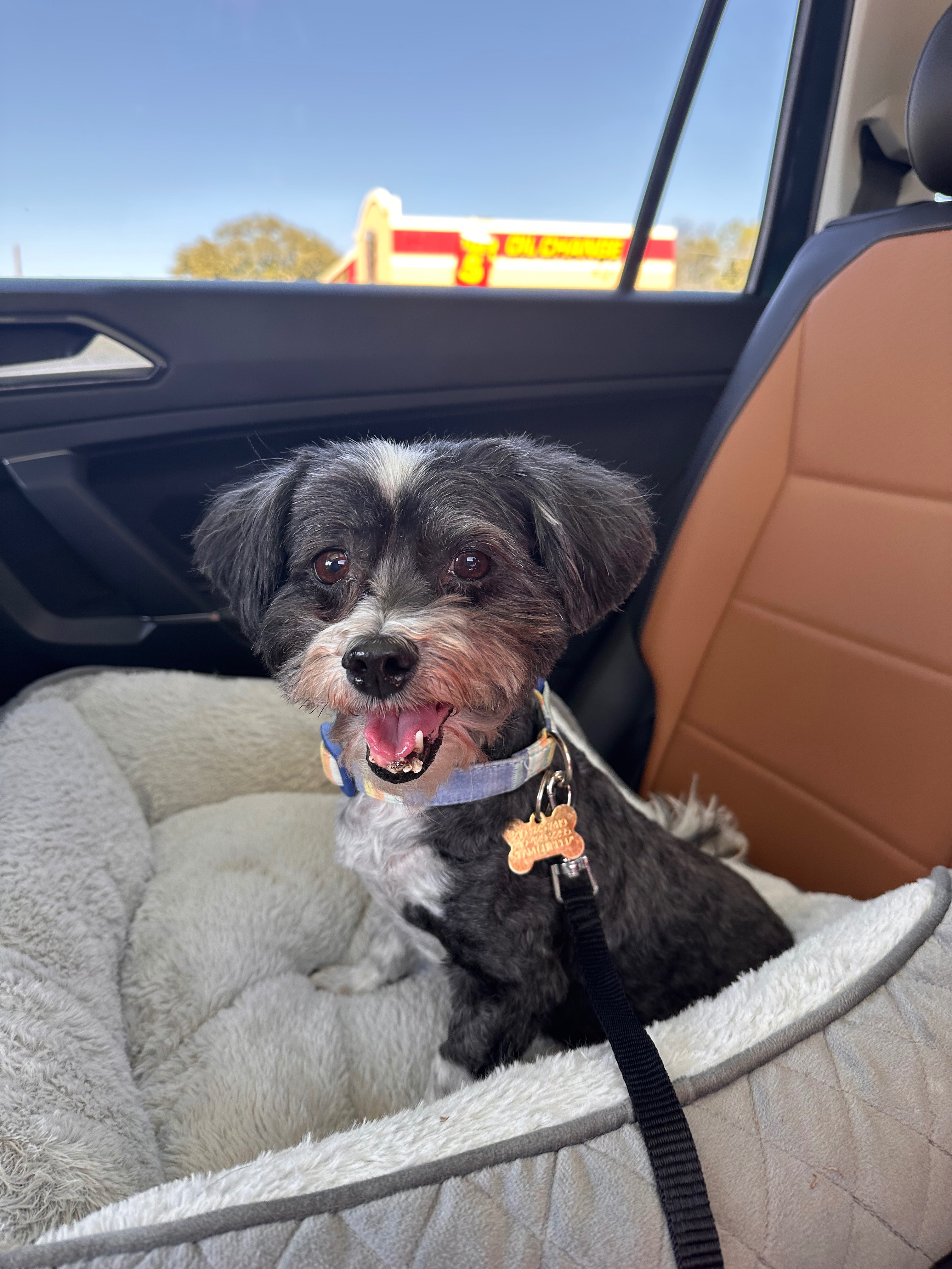 Help Bingo Get Life Saving Surgery campaign photo, 5 of 6