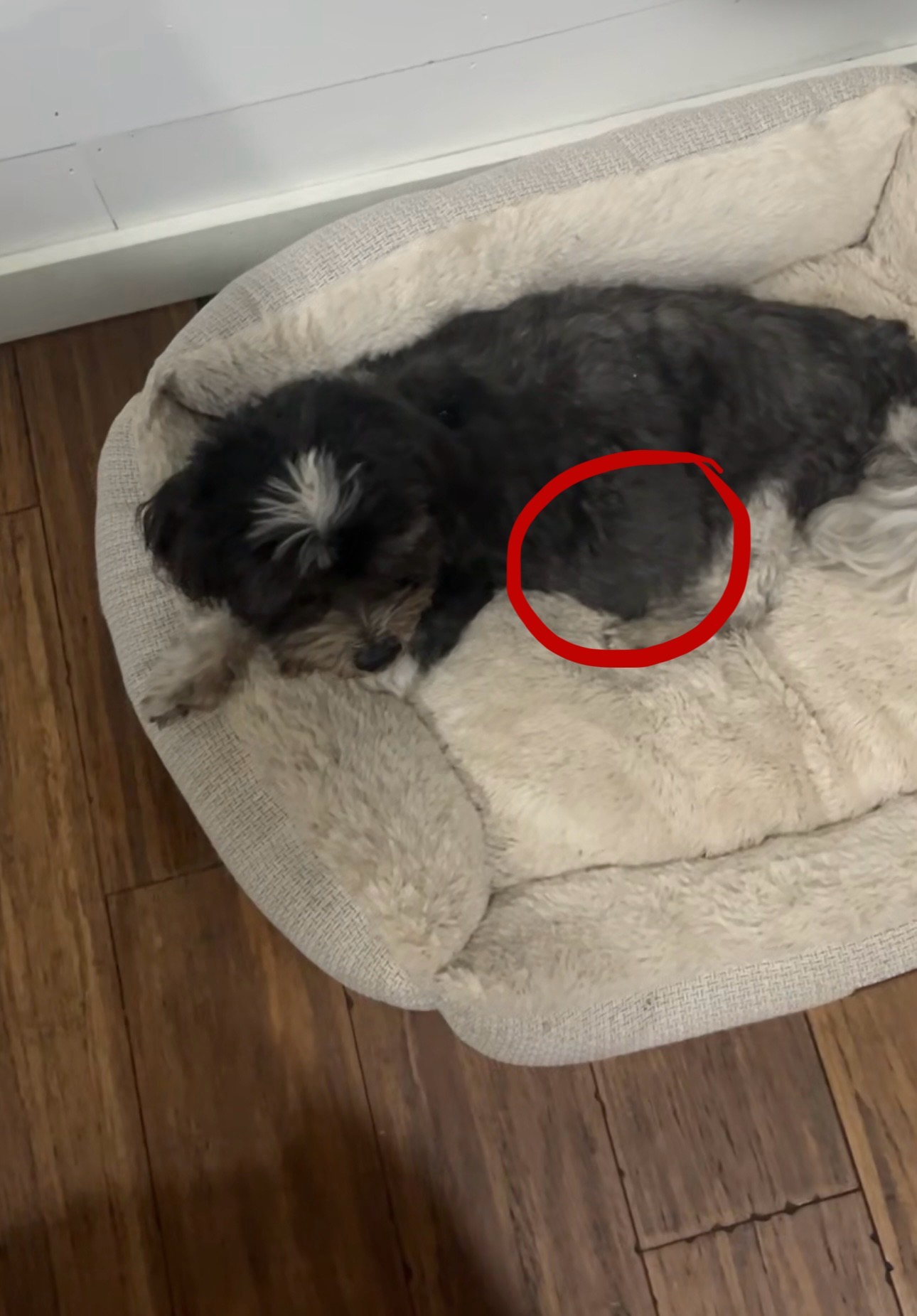 Help Bingo Get Life Saving Surgery campaign photo, 2 of 6