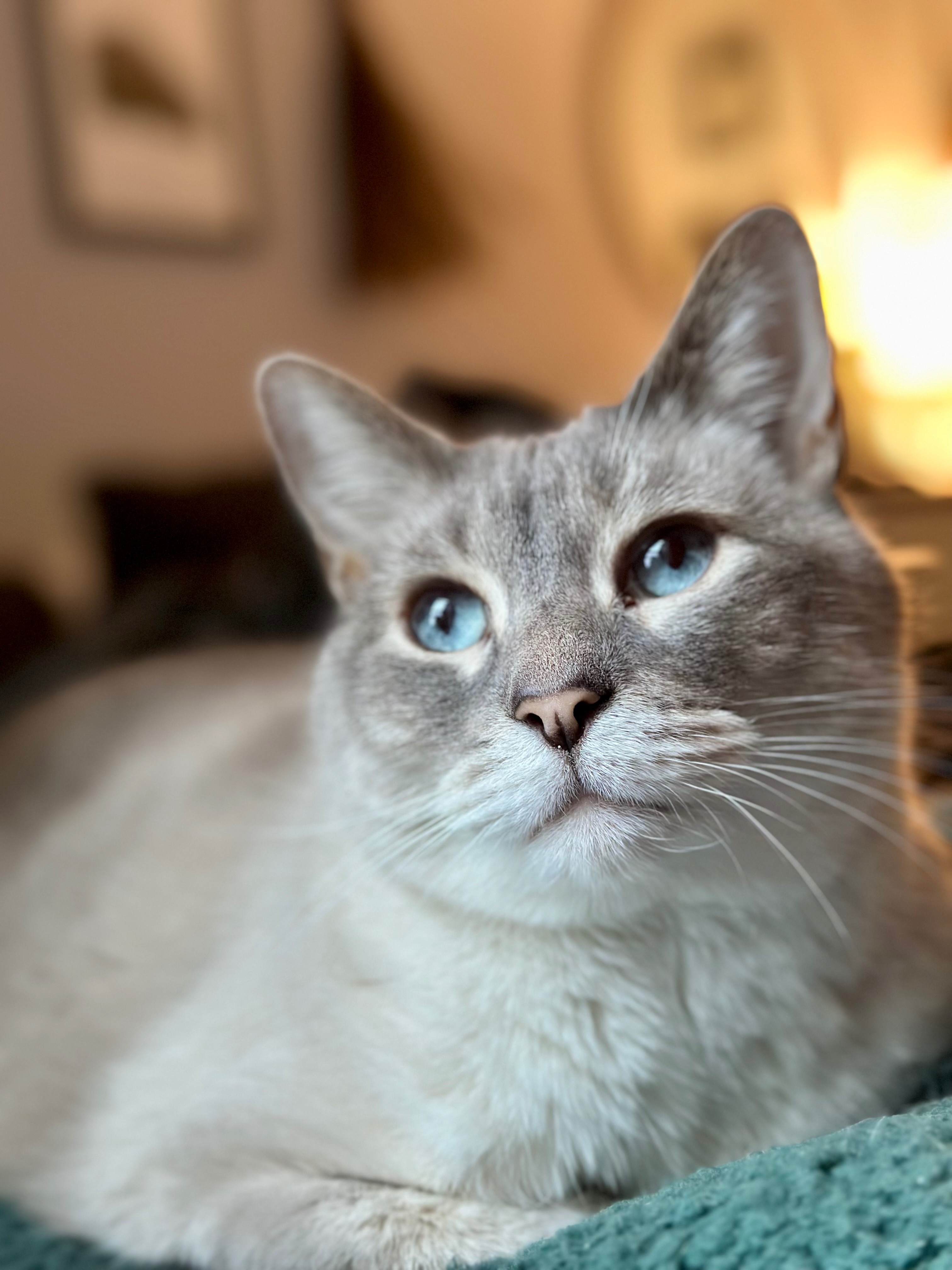 Help Sheldon Get His Much-Needed Dental Surgery campaign photo, 7 of 8
