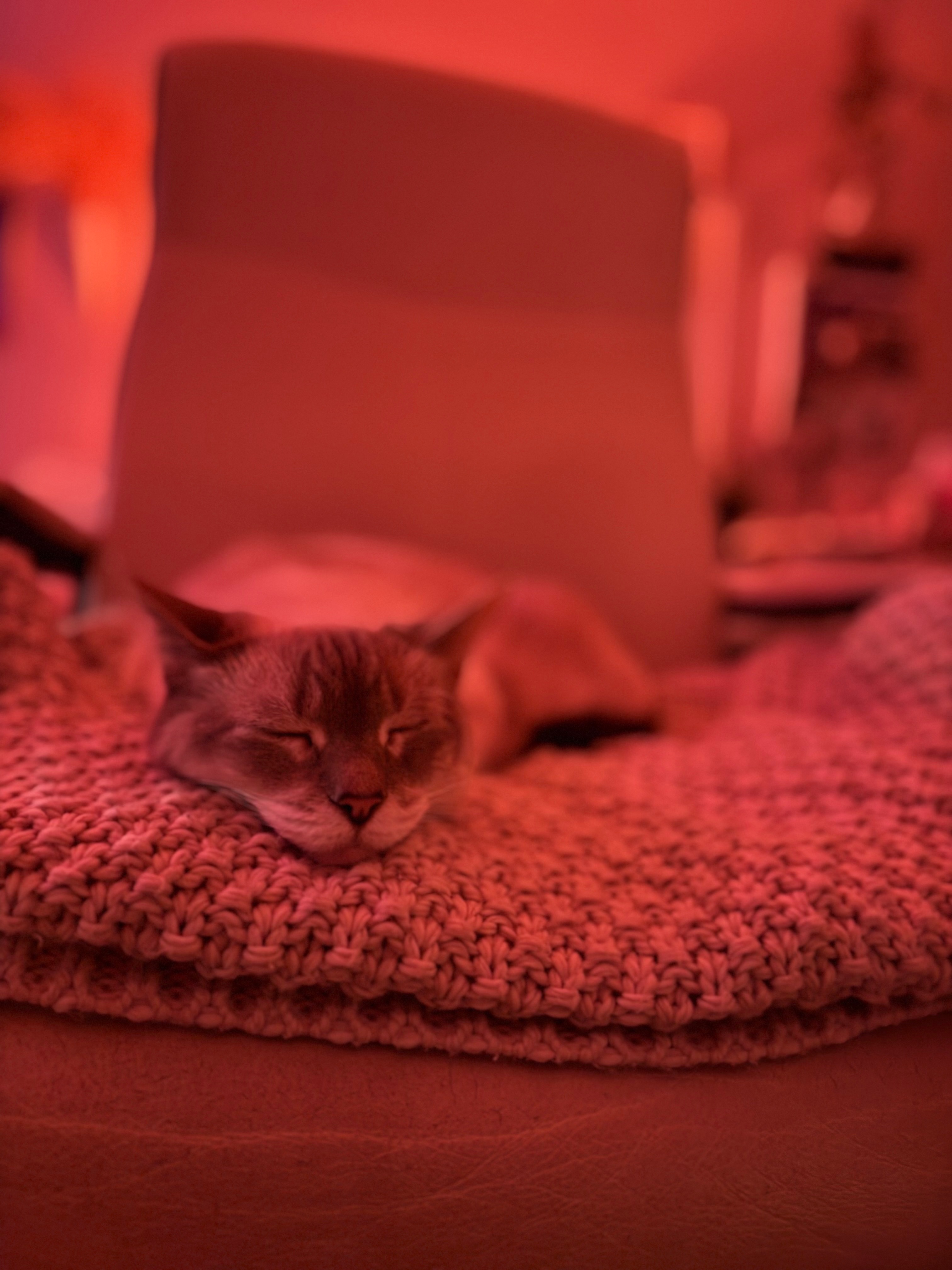 Help Sheldon Get His Much-Needed Dental Surgery campaign photo, 2 of 8
