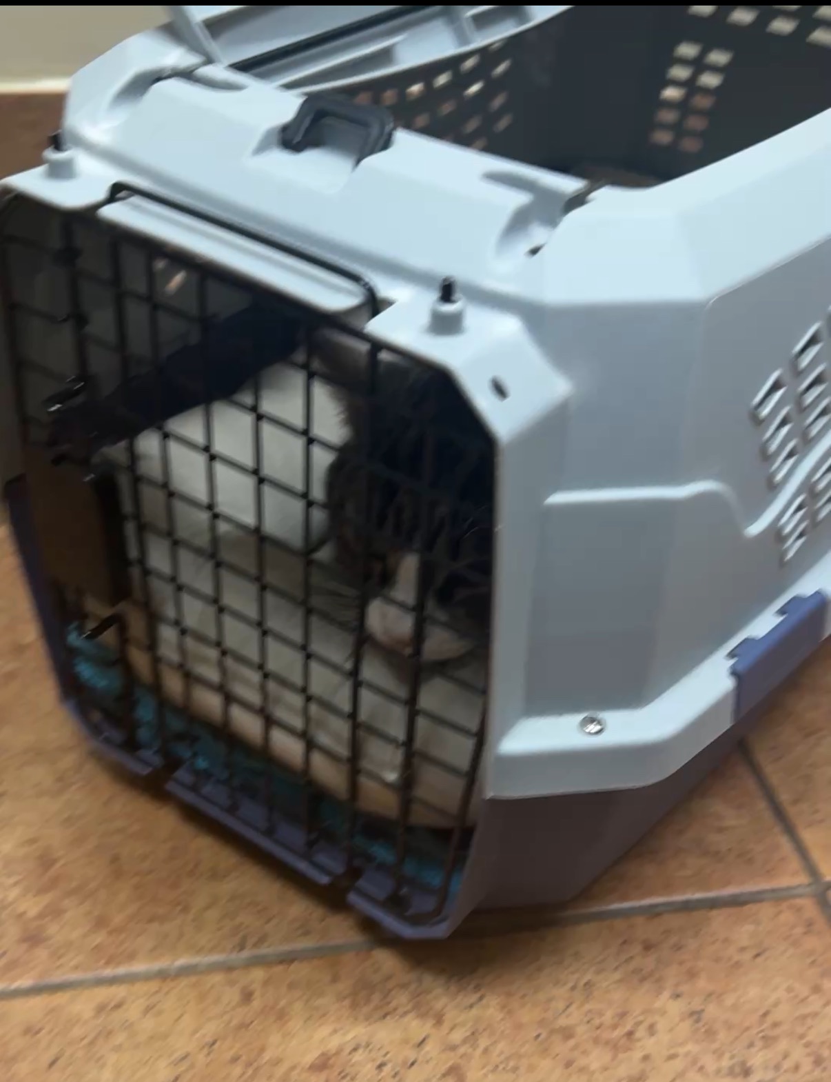 Help Save Our Sweet Boy's Life campaign photo, 4 of 6