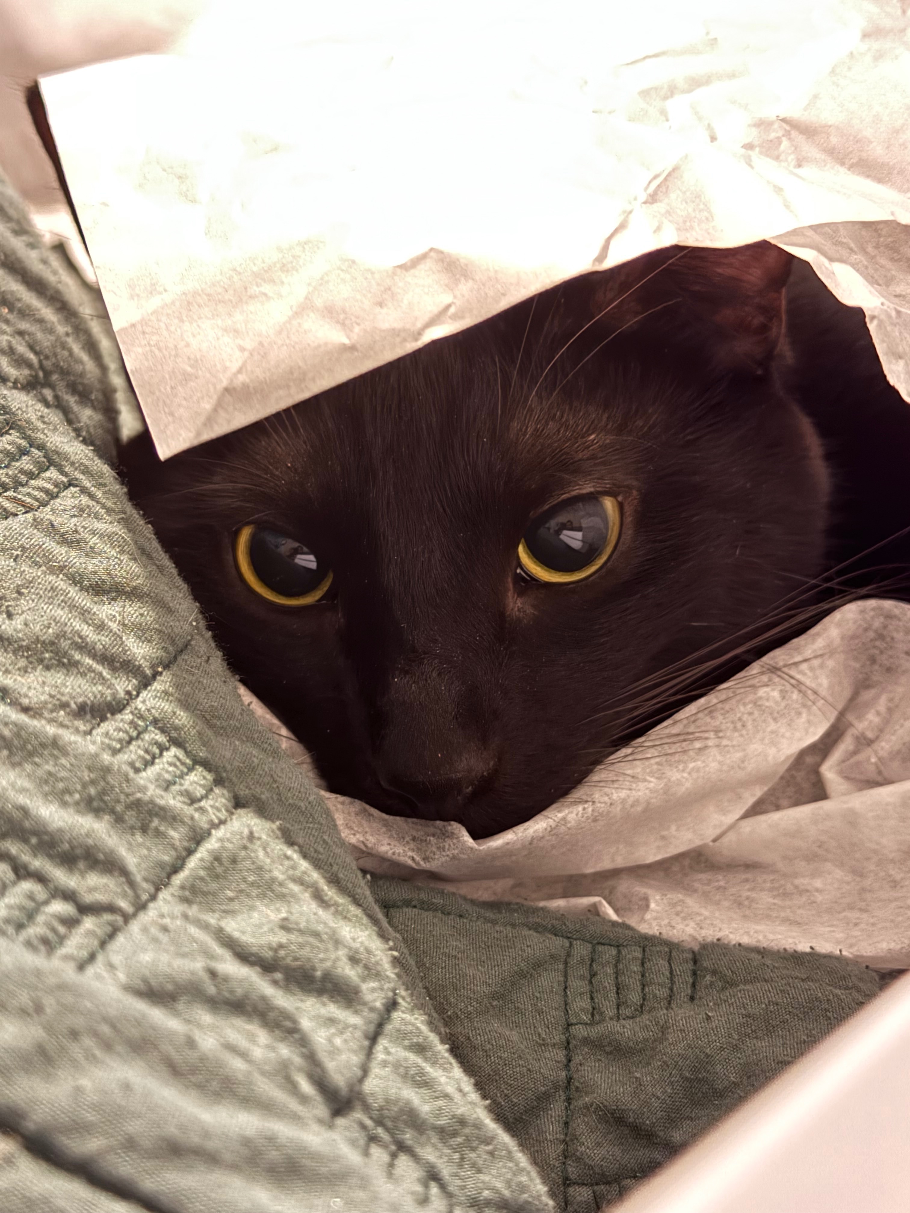 Help Binx Fight for His Life campaign photo, 6 of 6
