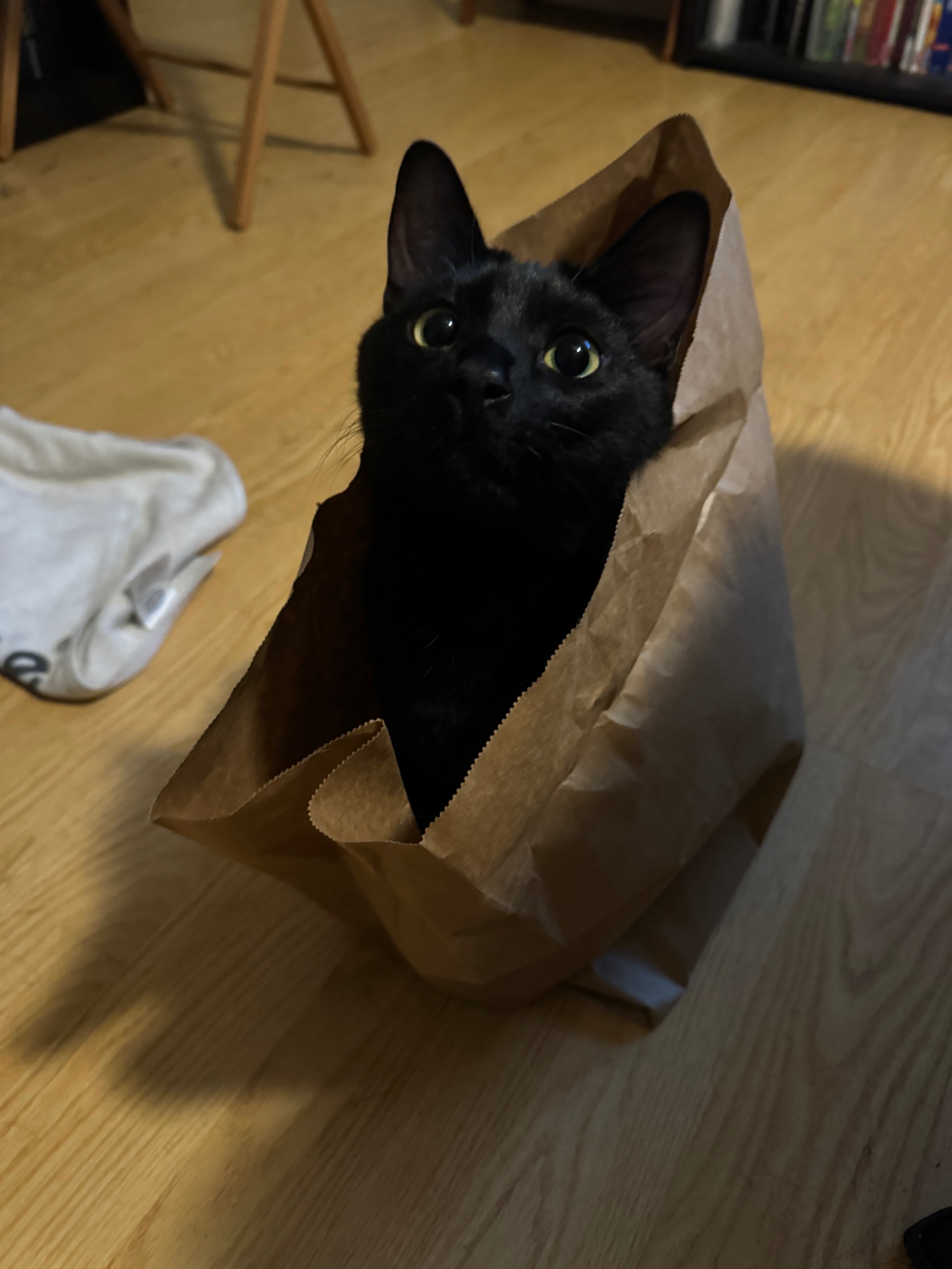 Help Binx Fight for His Life campaign photo, 4 of 6