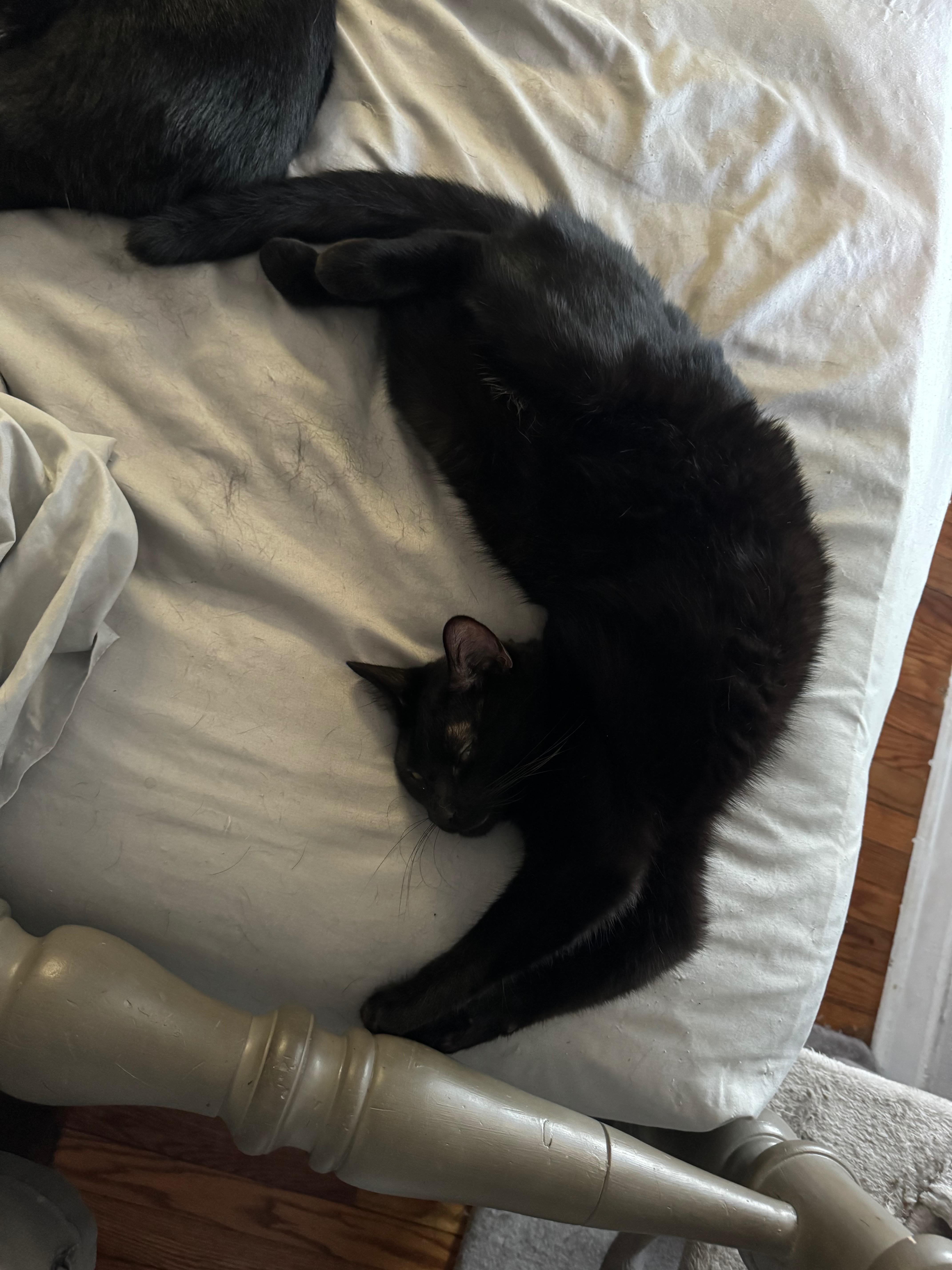 Help Binx Fight for His Life campaign photo, 5 of 6