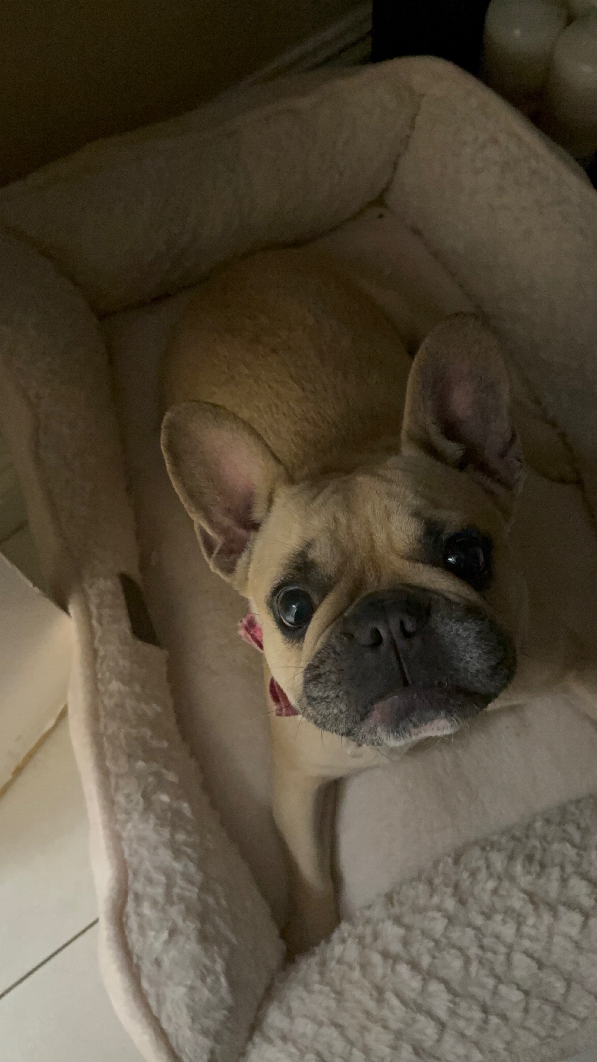 Help Princess Get Life-Saving Surgery campaign photo, 2 of 7