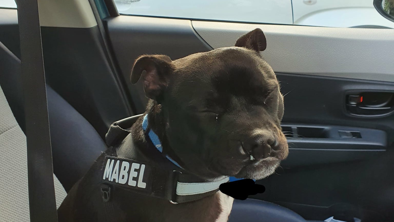 Mabel Needs Leg Surgery photo