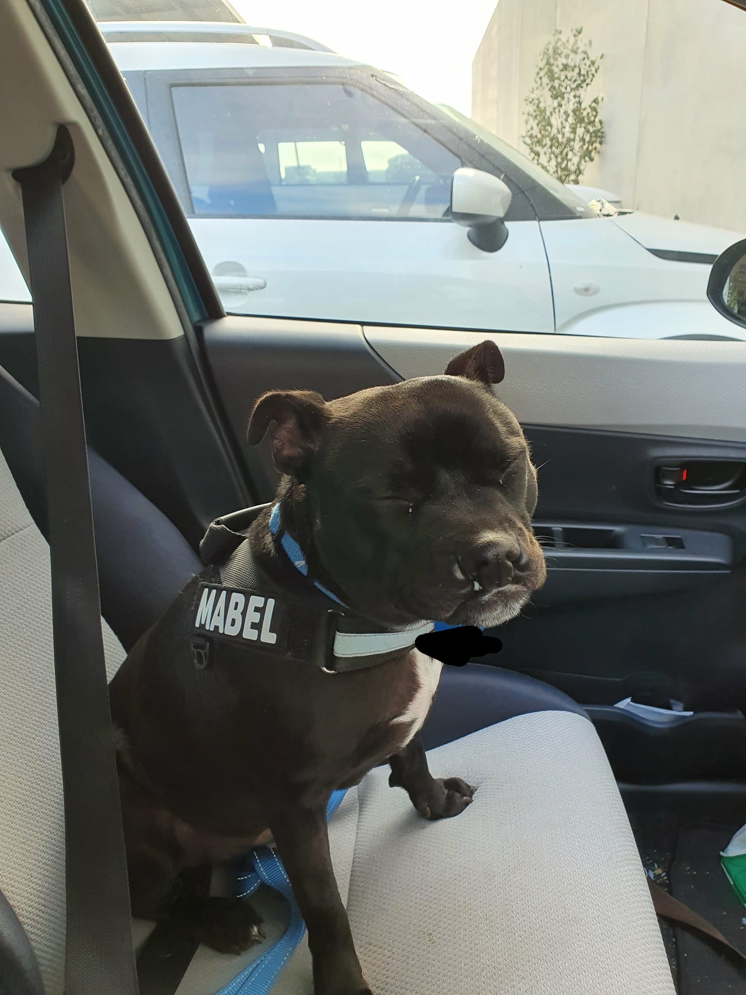 Mabel Needs Leg Surgery campaign photo, 2 of 8