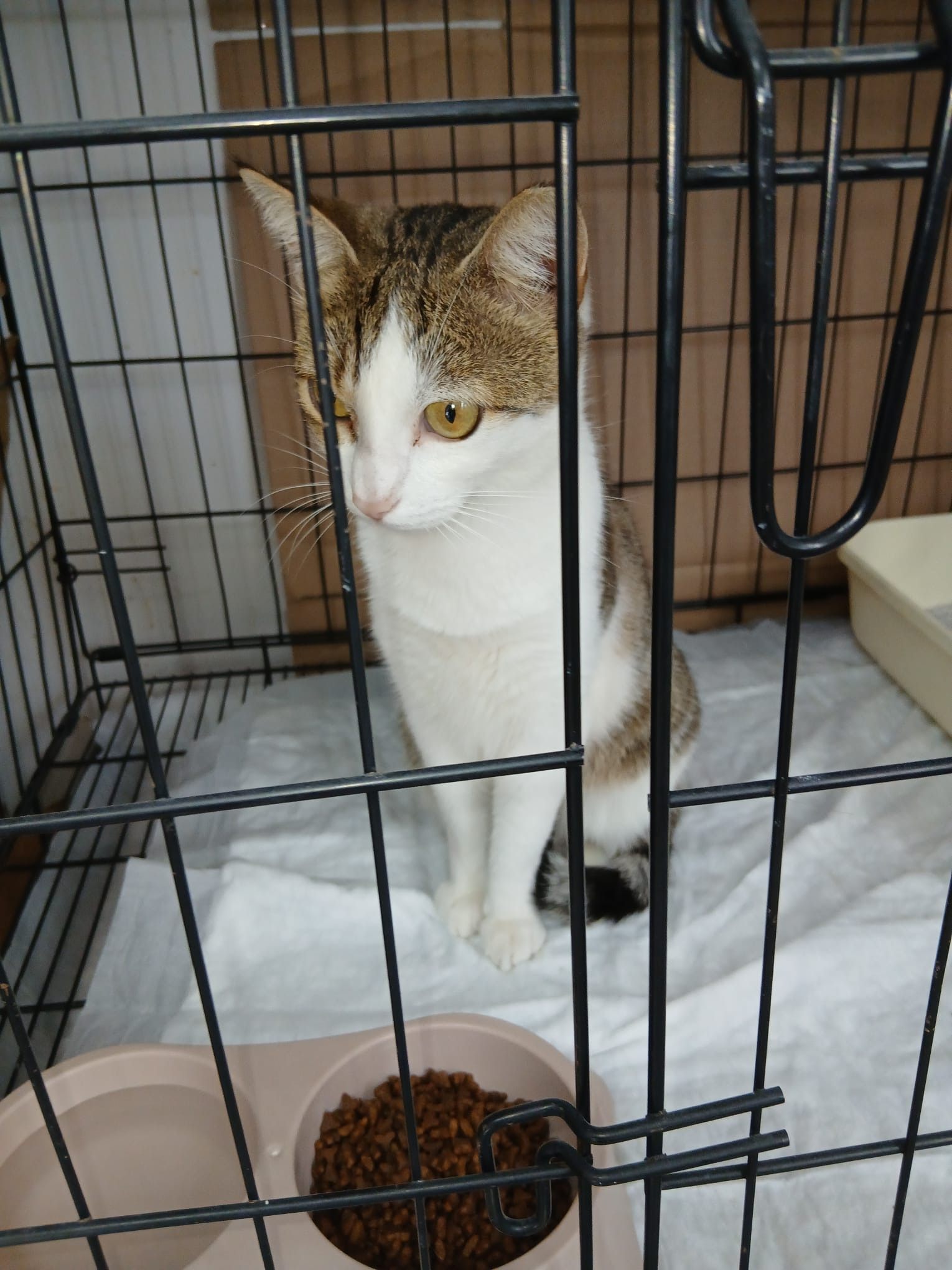 Bitte spendet für die Behandlung der Katzen mit Katzenseuche campaign photo, 6 of 7