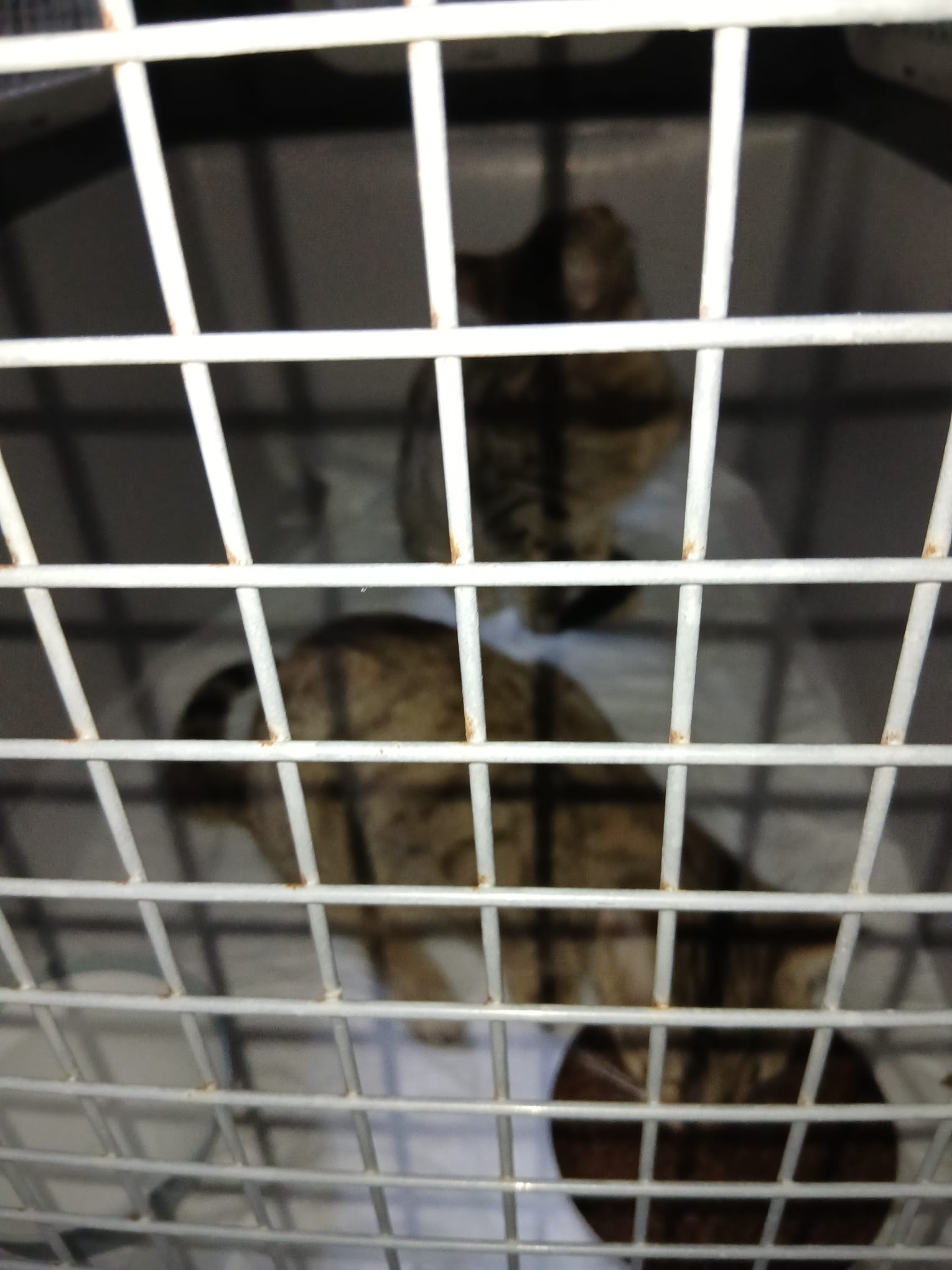 Bitte spendet für die Behandlung der Katzen mit Katzenseuche campaign photo, 5 of 7