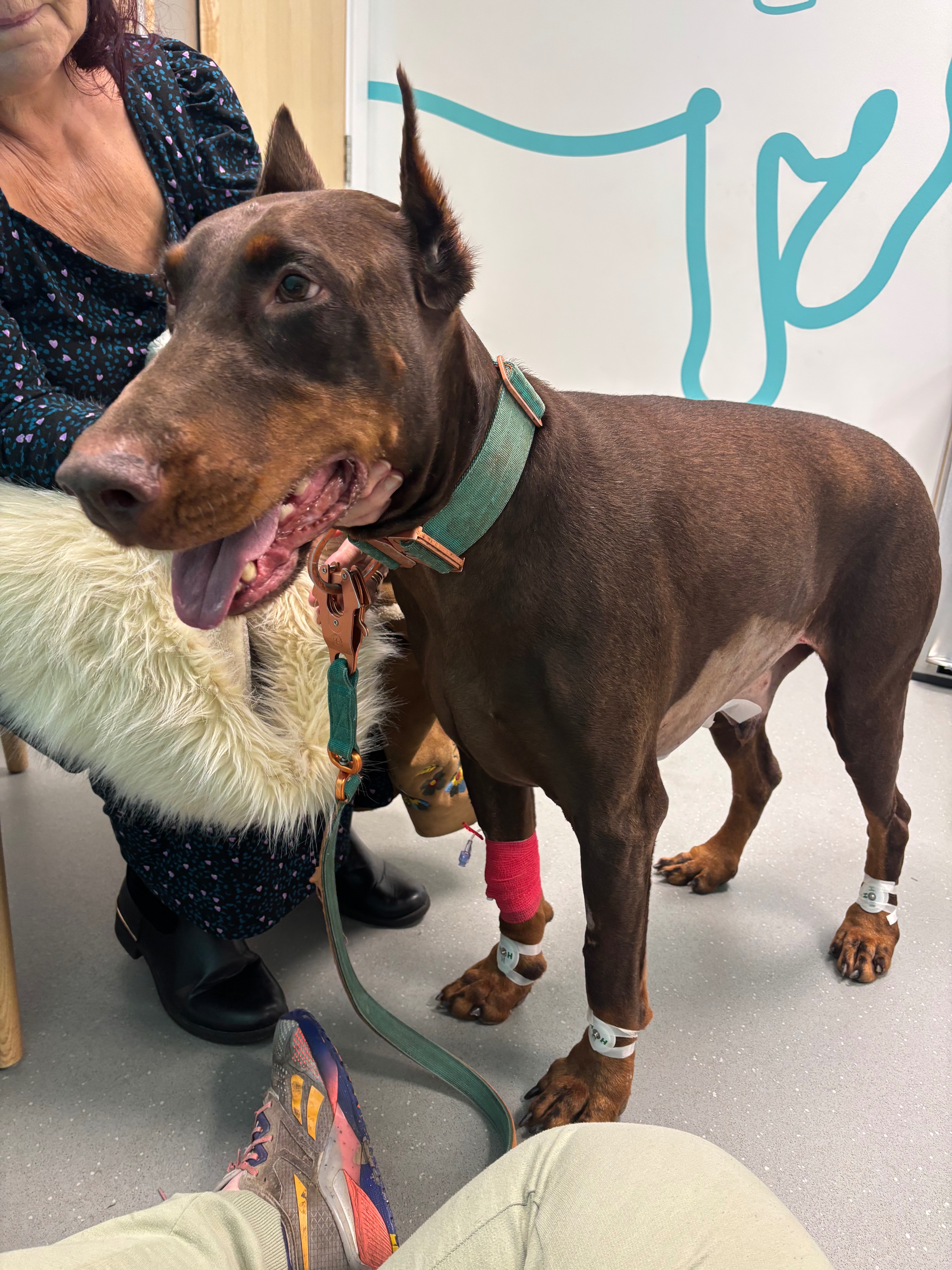 Barney’s Emergency Vet Fees for GDV campaign photo, 5 of 6