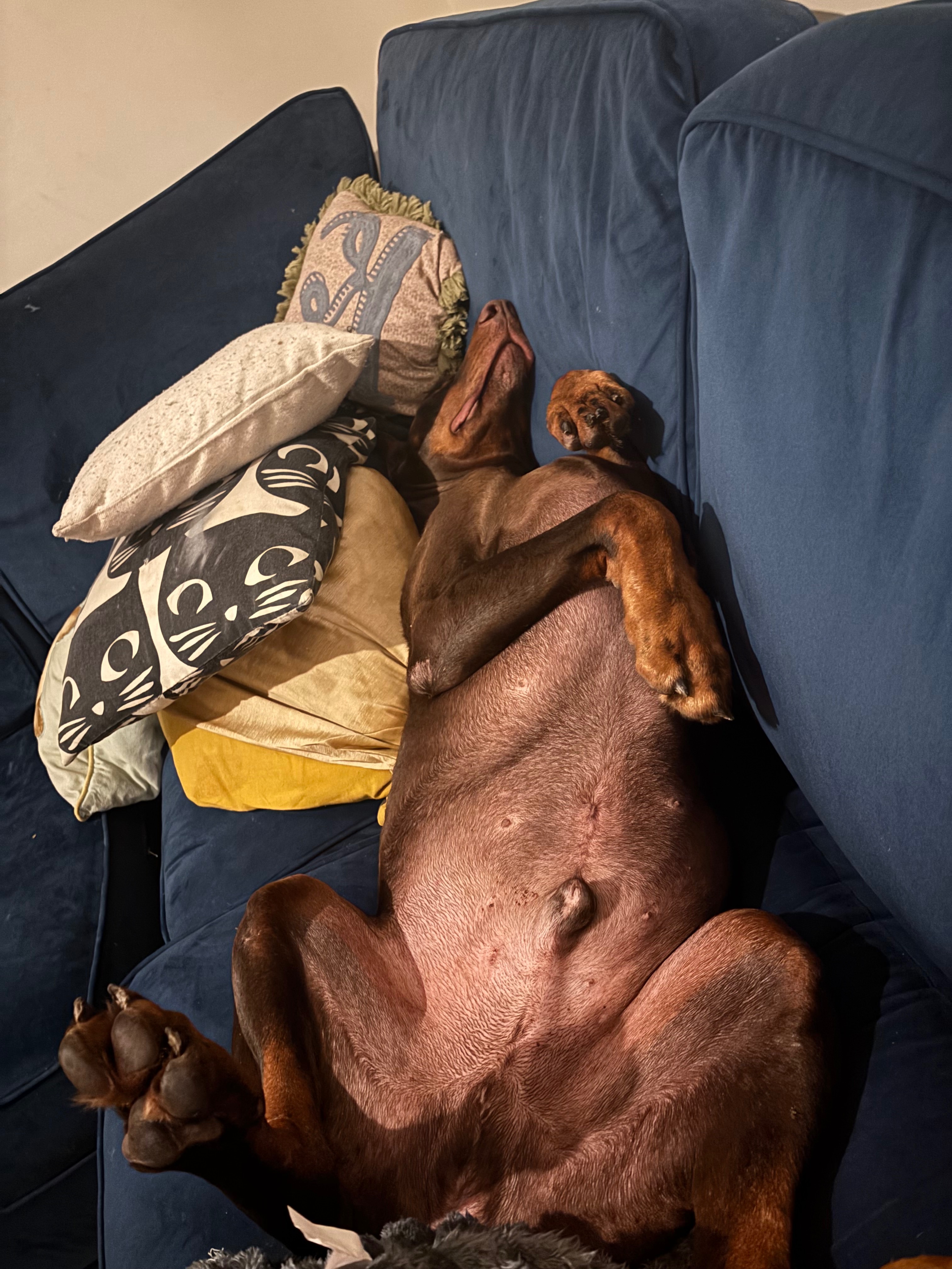 Barney’s Emergency Vet Fees for GDV campaign photo, 4 of 6