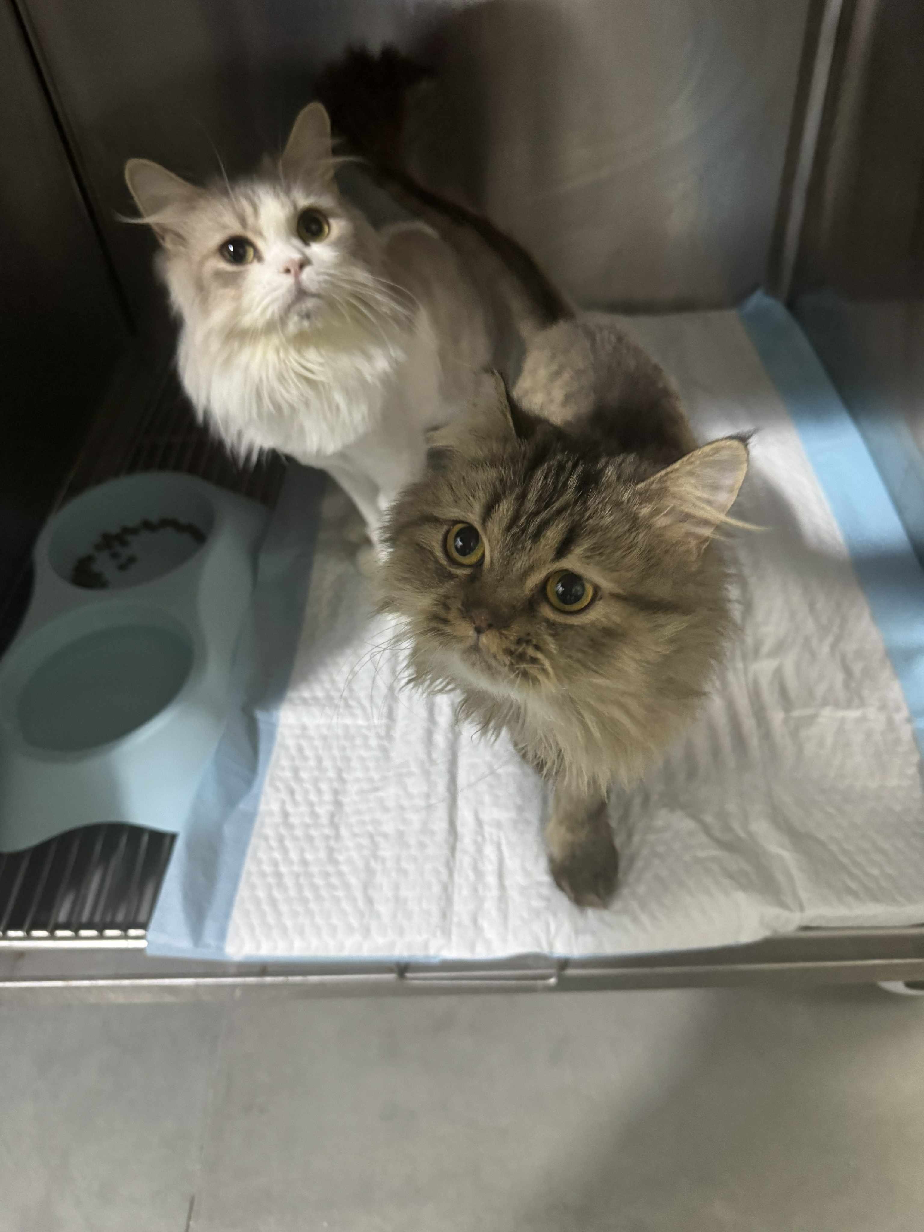 Help Two Sisters Reach Their Forever Home in the UK campaign photo, 6 of 7