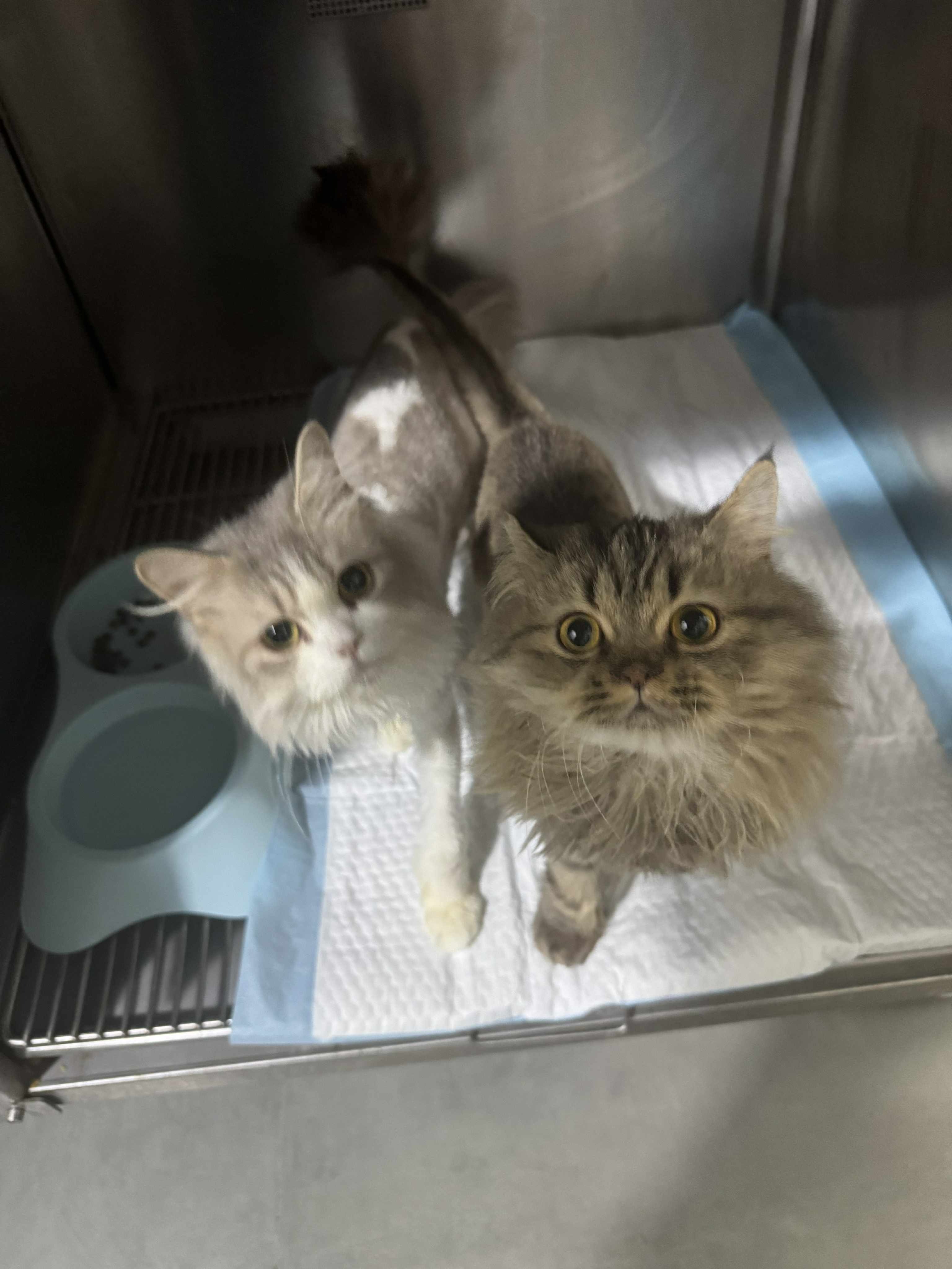 Help Two Sisters Reach Their Forever Home in the UK campaign photo, 2 of 7
