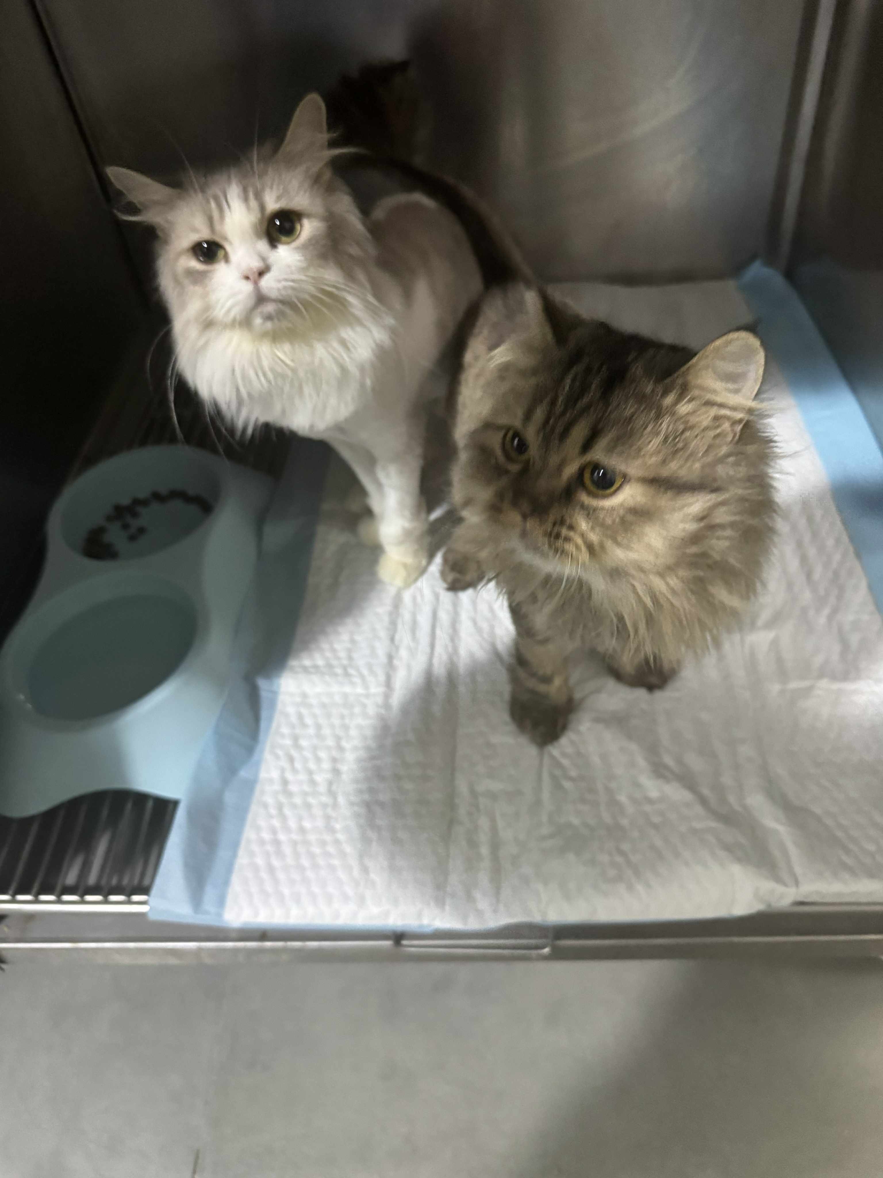 Help Two Sisters Reach Their Forever Home in the UK campaign photo, 4 of 7