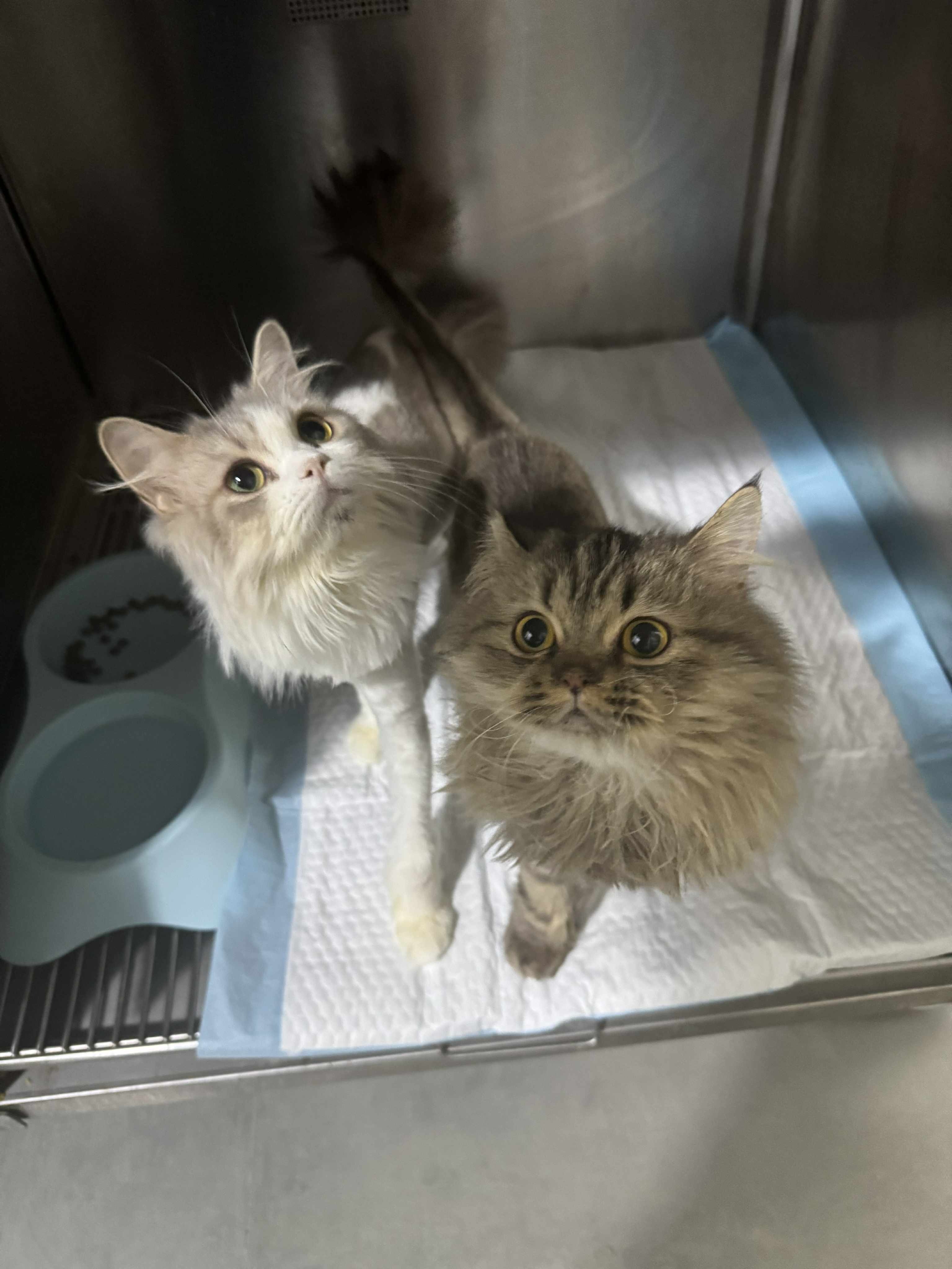 Help Two Sisters Reach Their Forever Home in the UK campaign photo, 5 of 7