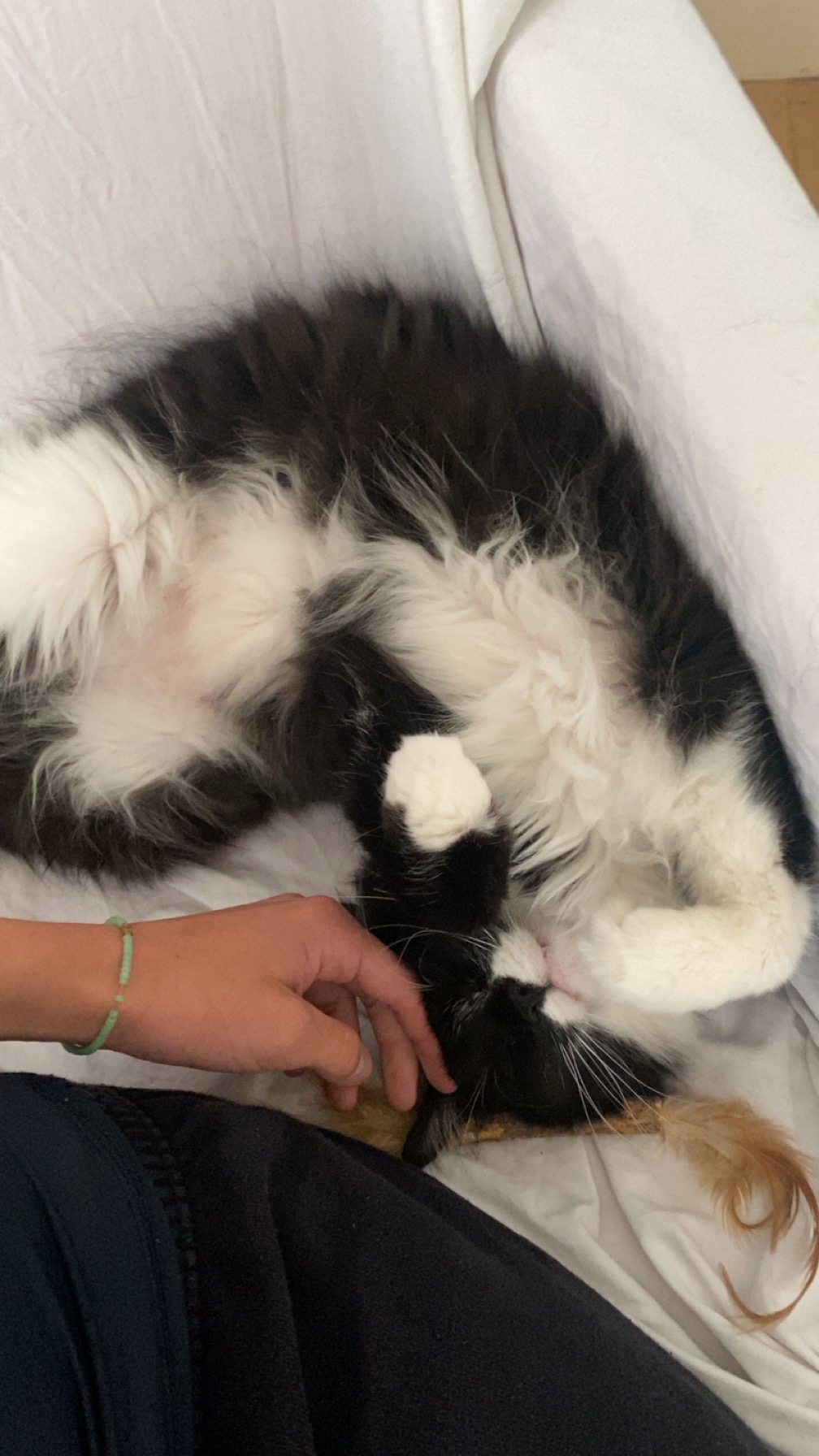 Ami’s Paw Surgery campaign photo, 6 of 7